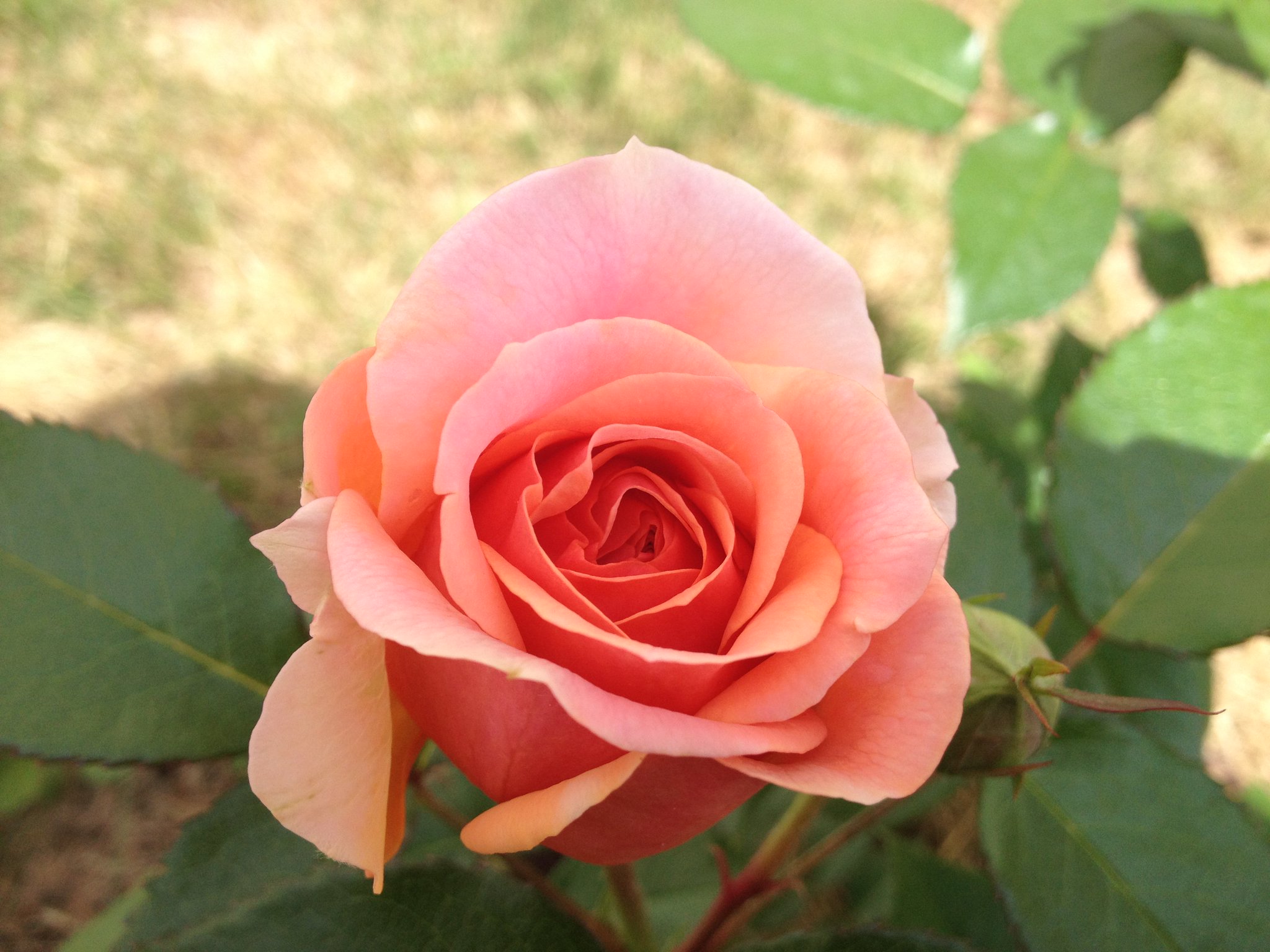 thumb=Роза чайно-гибридная / Rosa x hybrida Ashram c 3 Tantau https