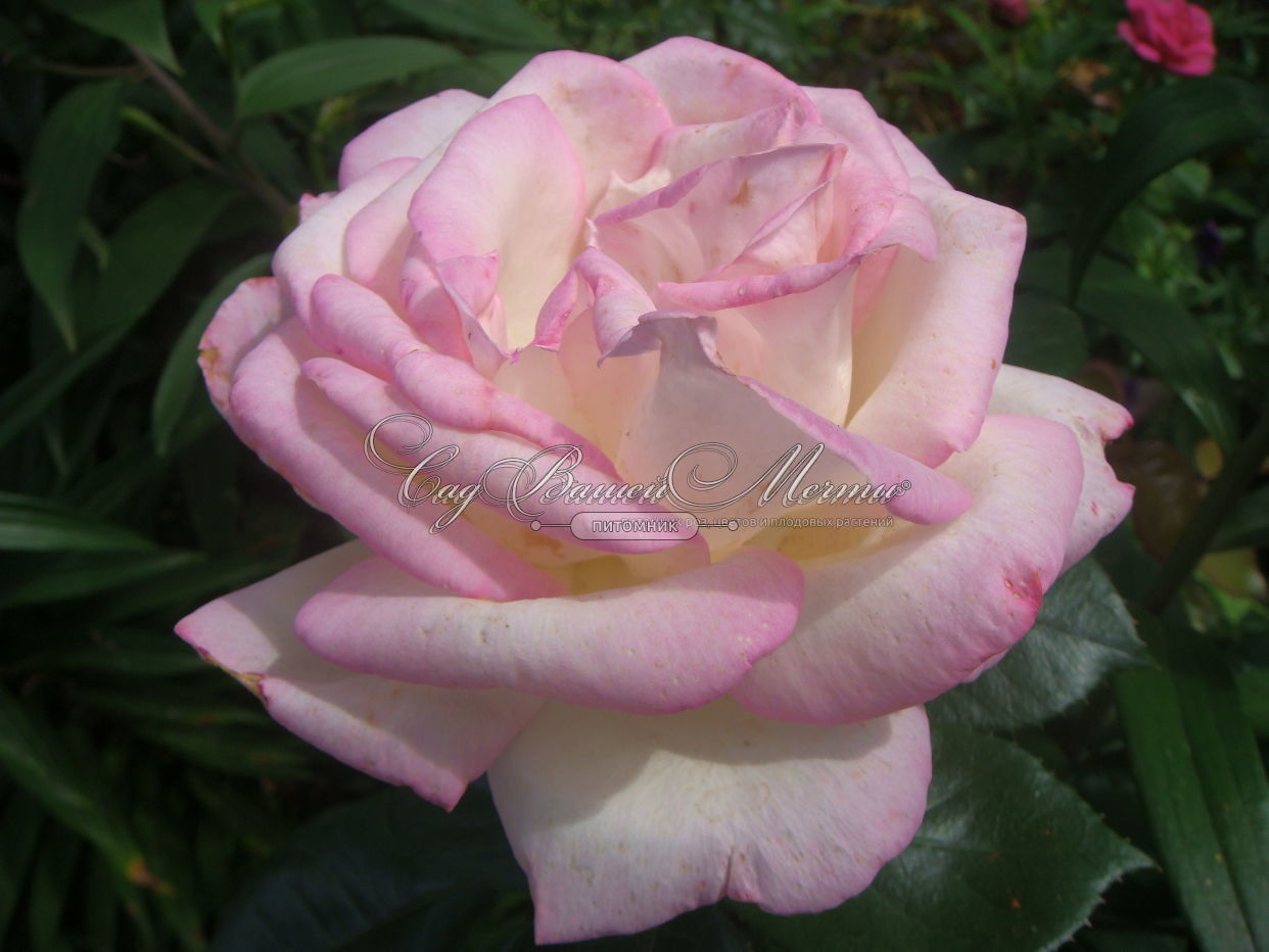 Принцесса Астрид Бельгийская роза