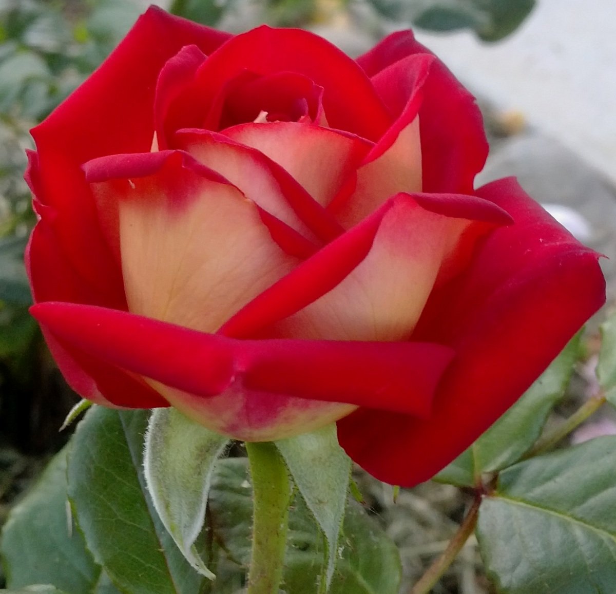 Роза биколор