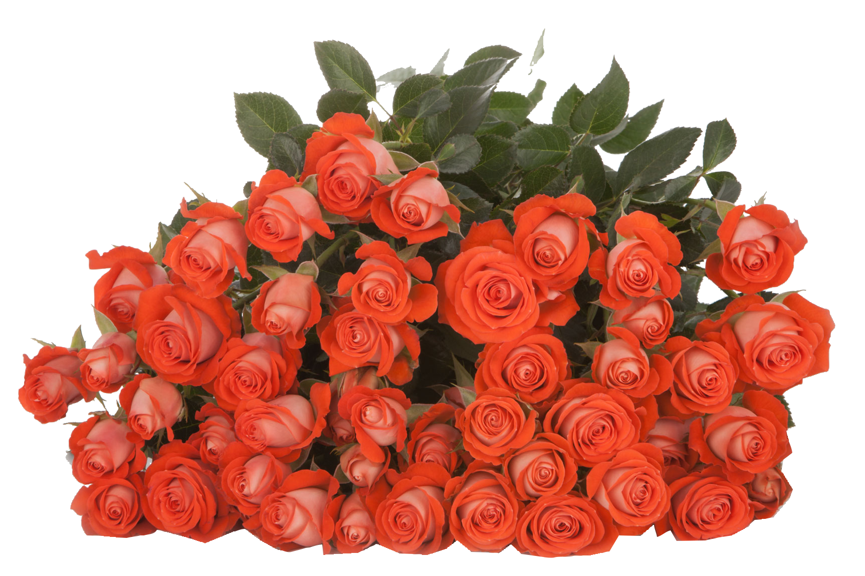 Кустовая роза азора фото