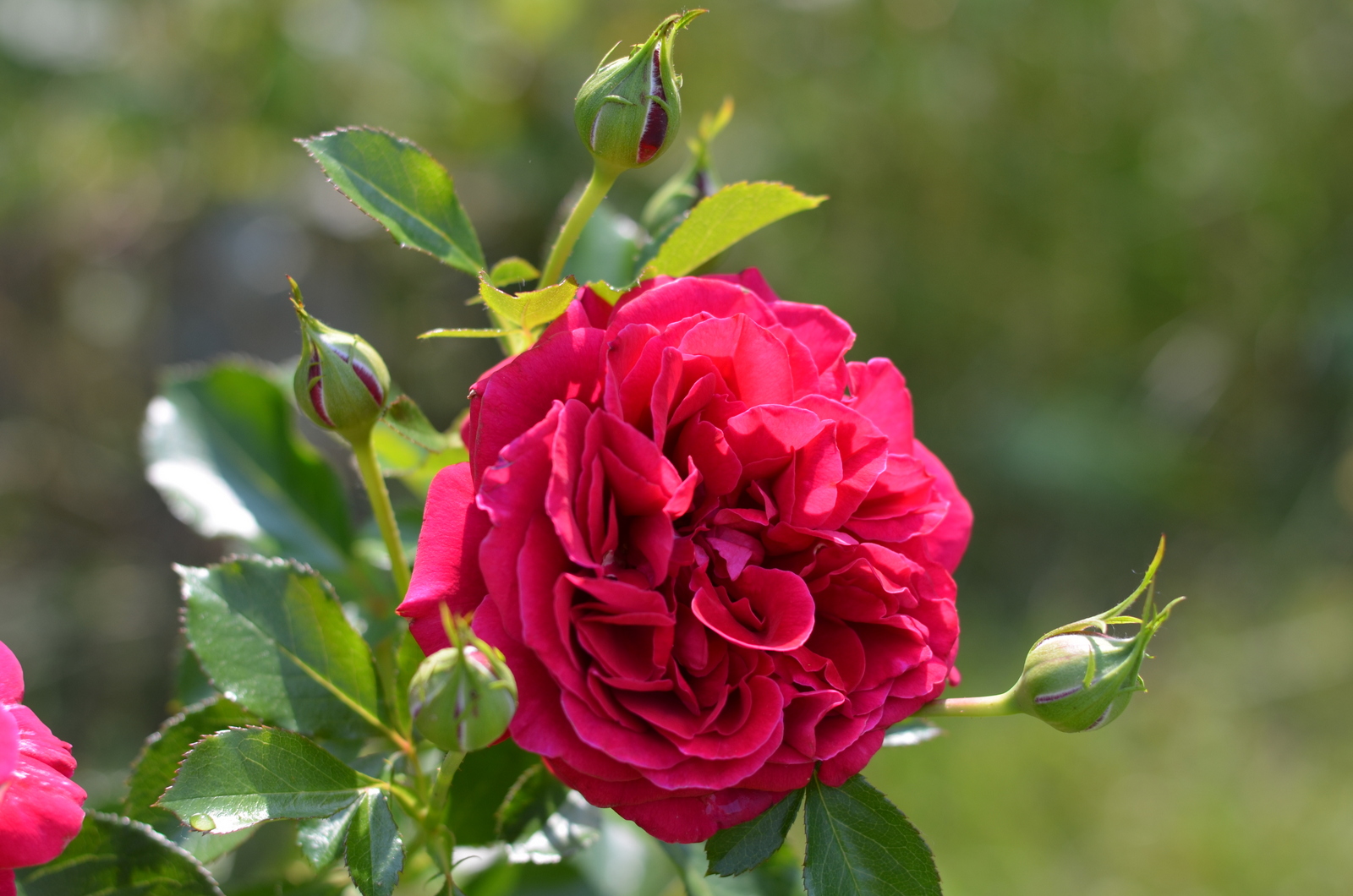 Куст английской розы фото