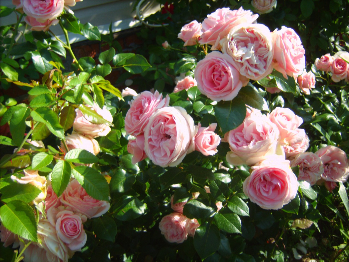 Монд жарден роза фото и описание