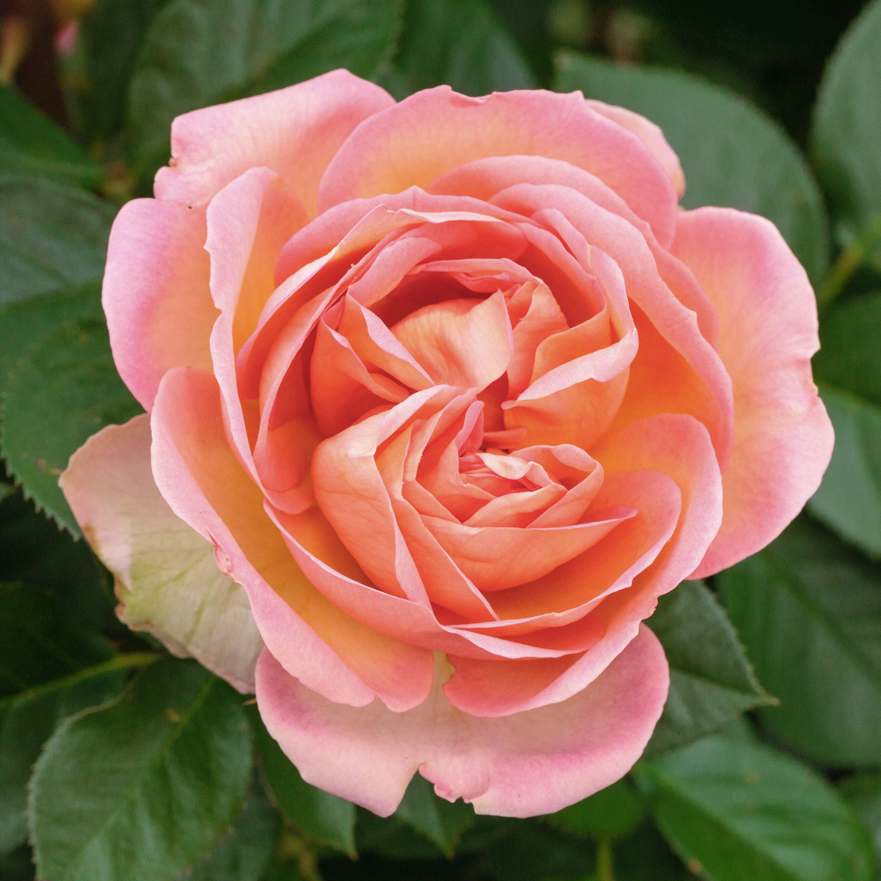 Роза Жарден де Франс энциклопедия роз