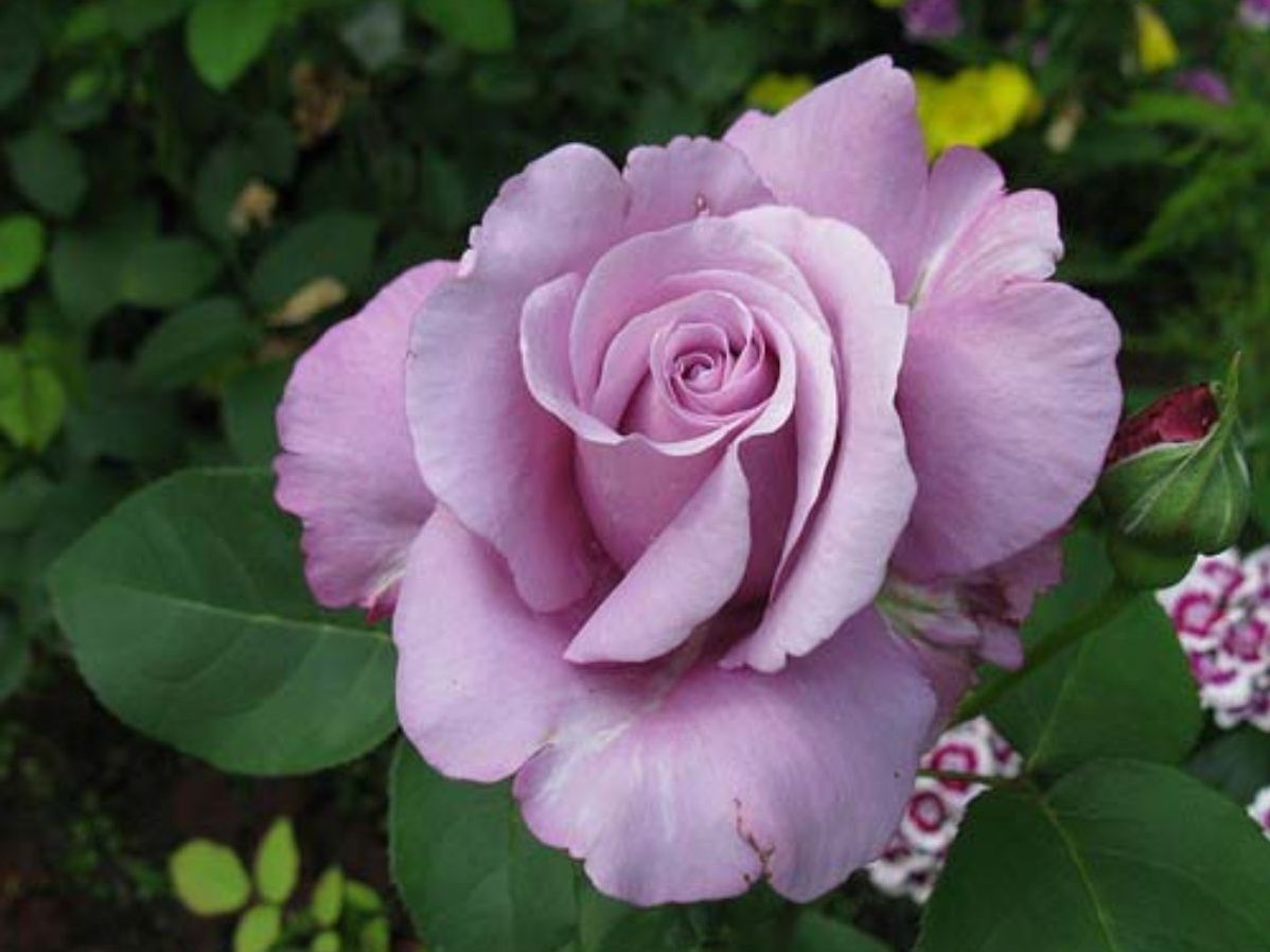 Роза чайно-гибридная Шарль де Голль