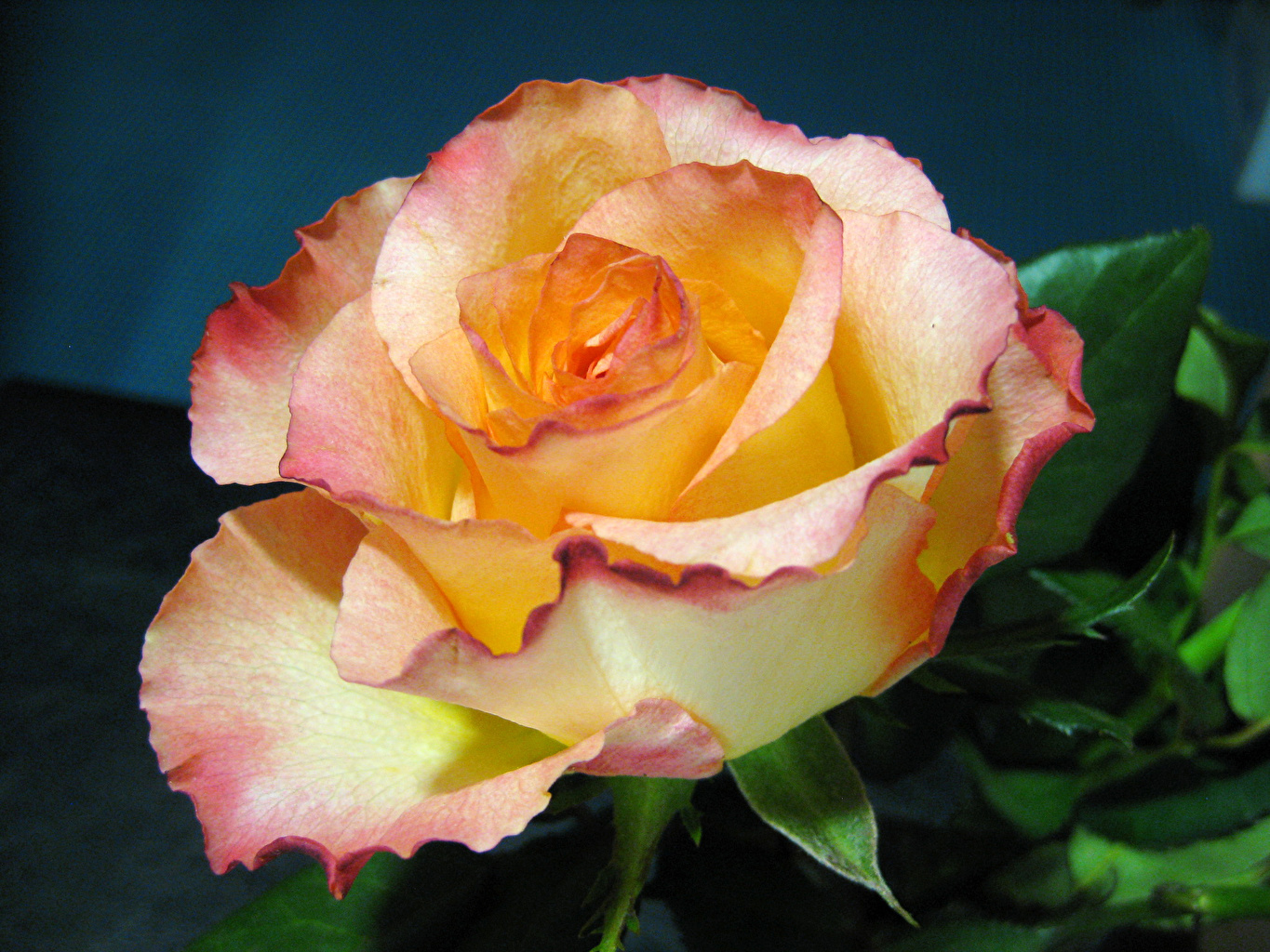 Роза фото цветов крупным планом