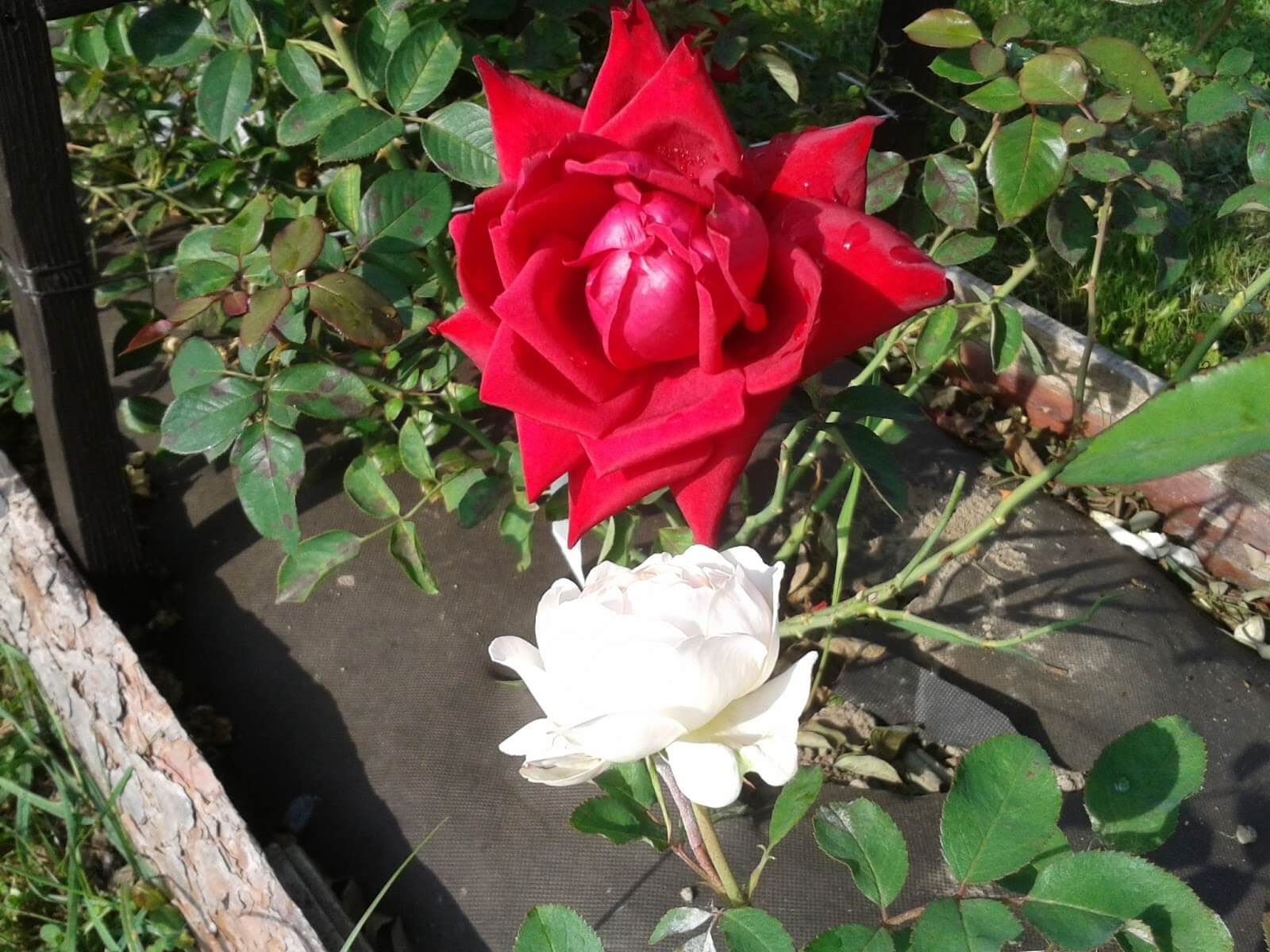 Роза чайно-гибридная бургунд (Burgund 81)