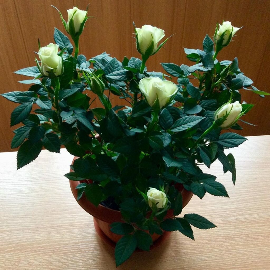 Комнатные розы название сортов и фото