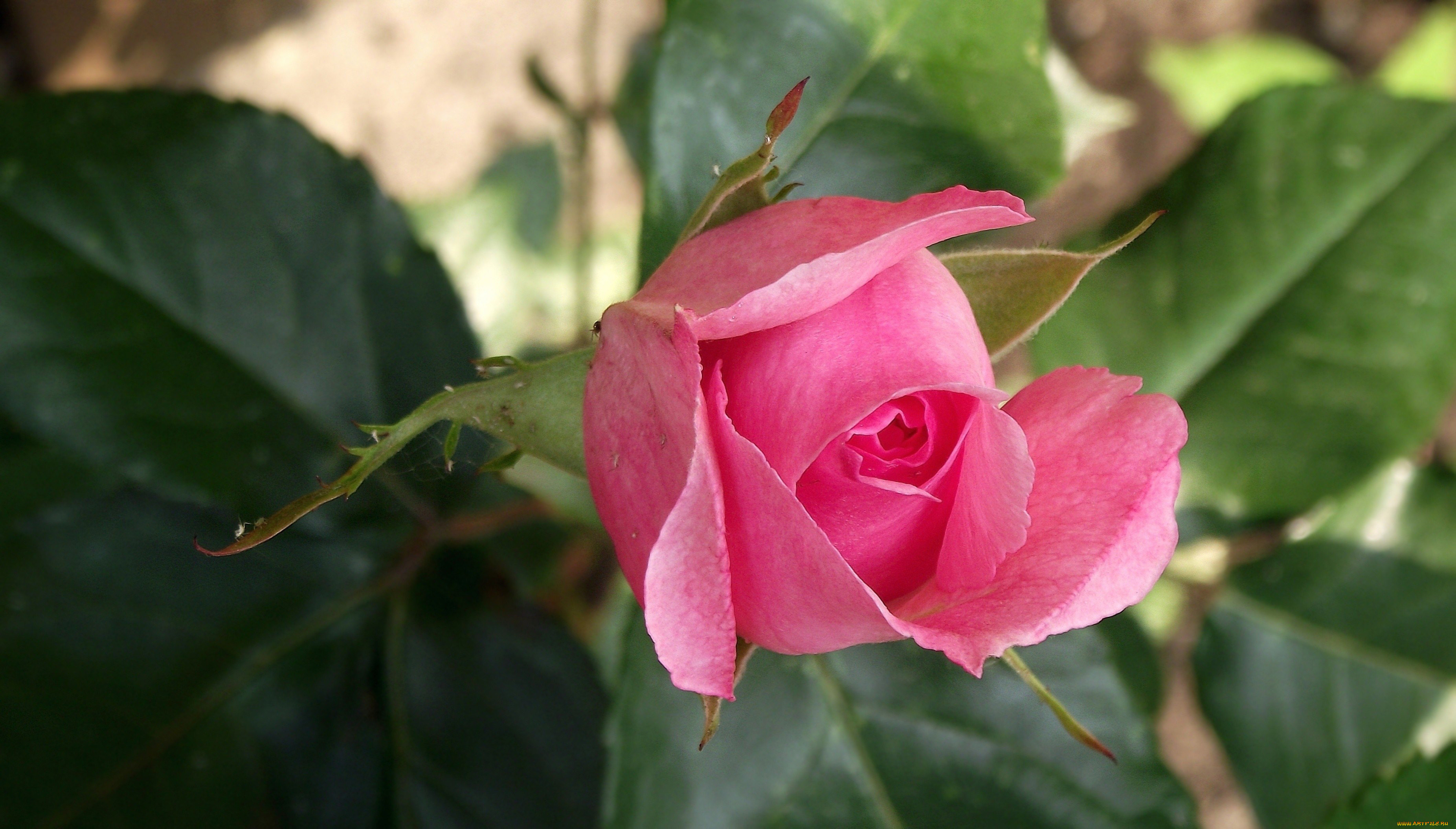 Роза незаменимая фото и описание
