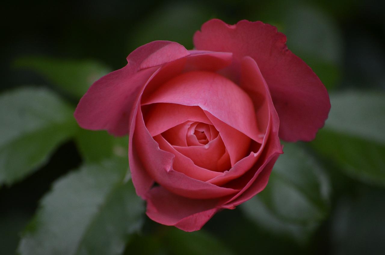 Роза незаменимая фото и описание