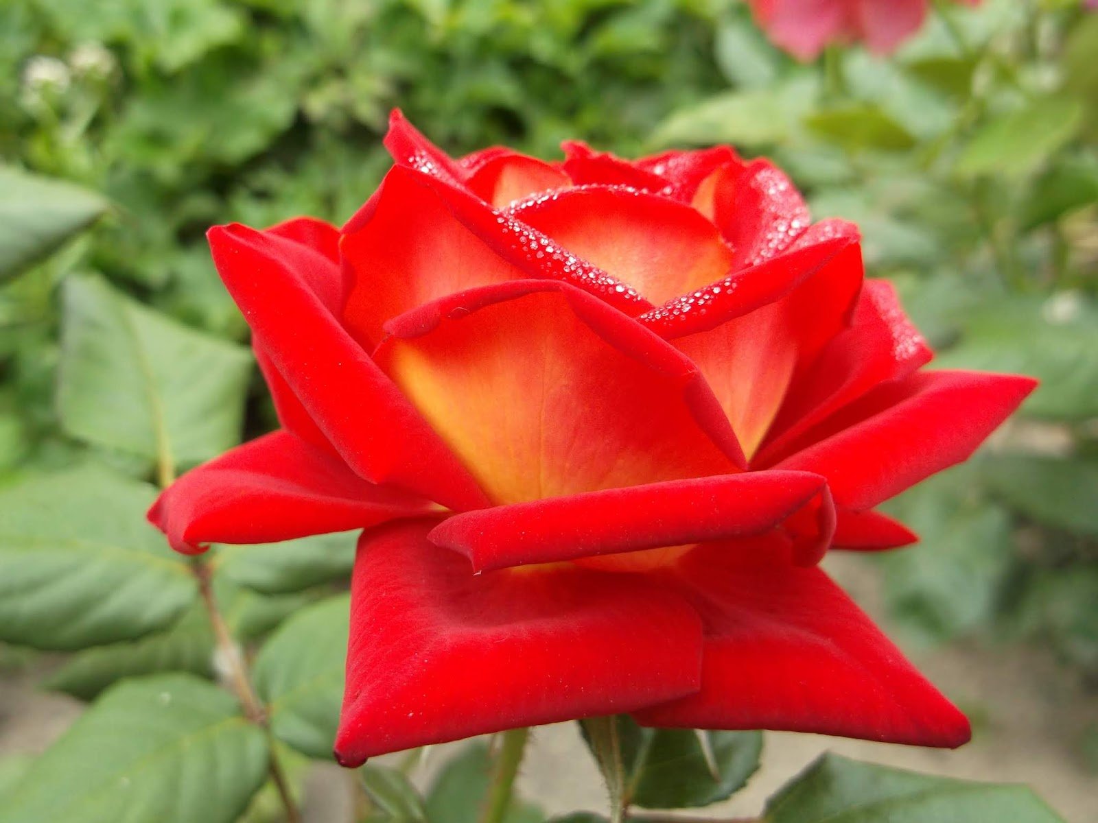 Сорт розы люксор фото и описание