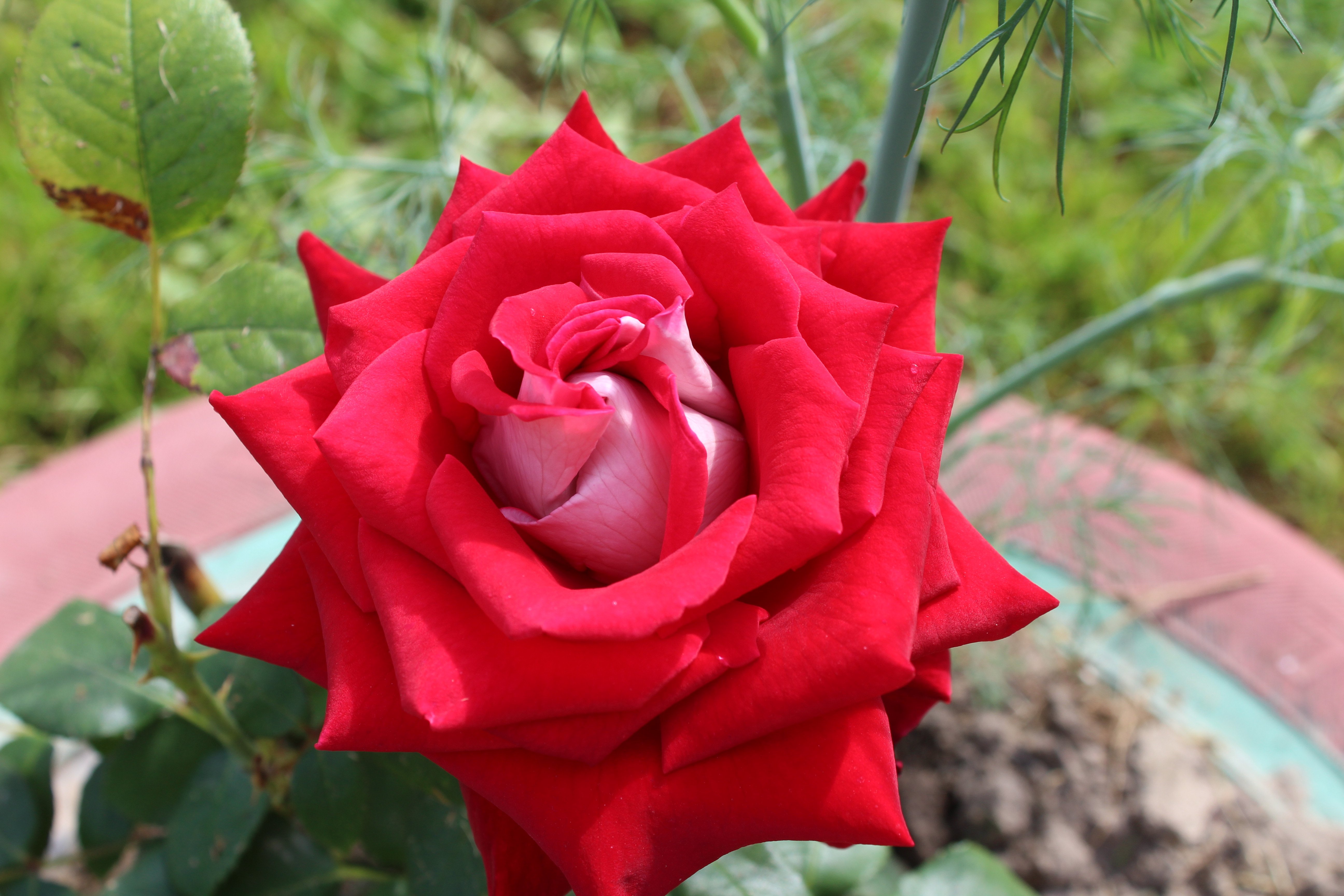 Сорт розы люксор фото и описание