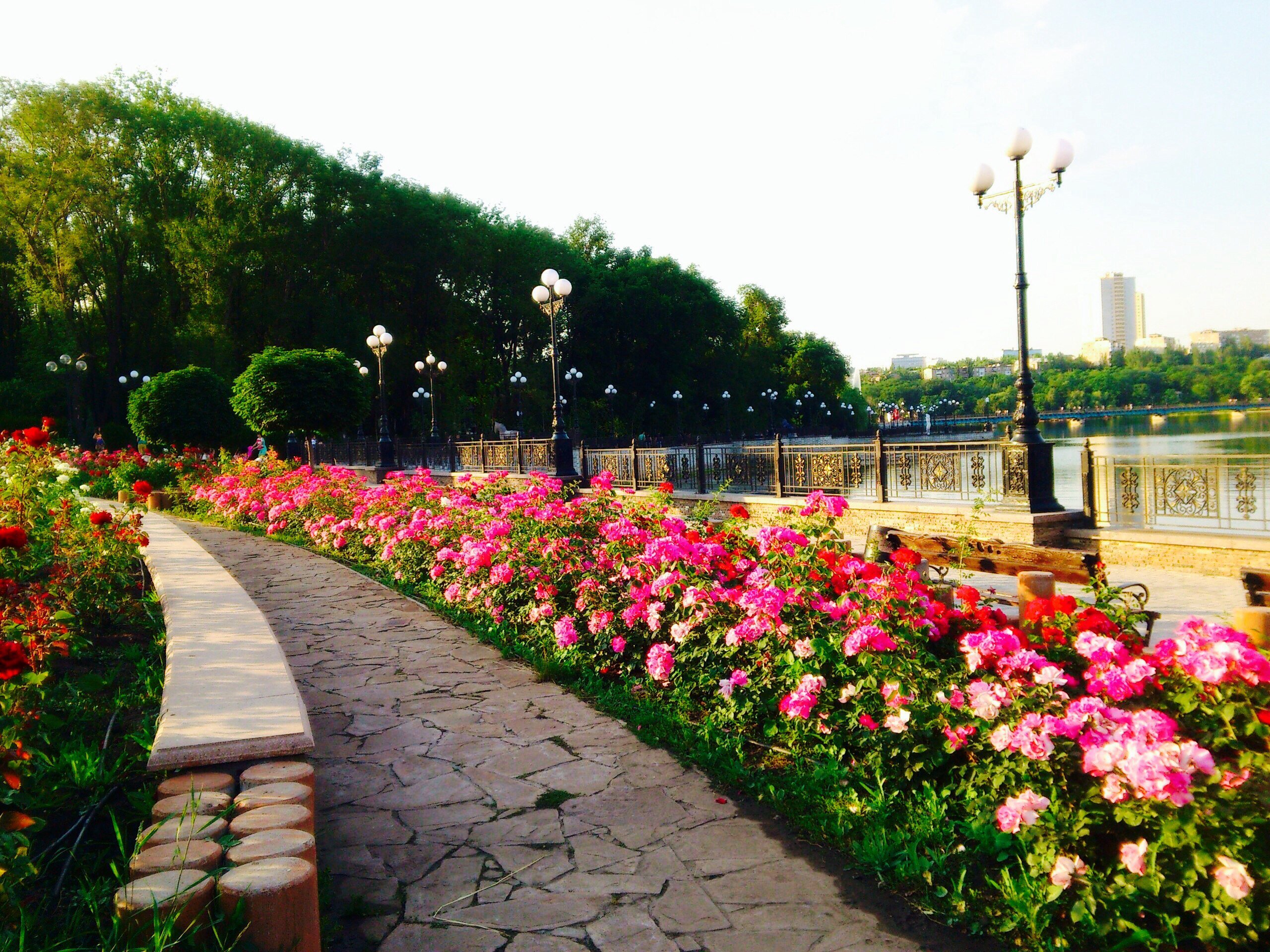 Парк Щербакова Донецк аллея роз