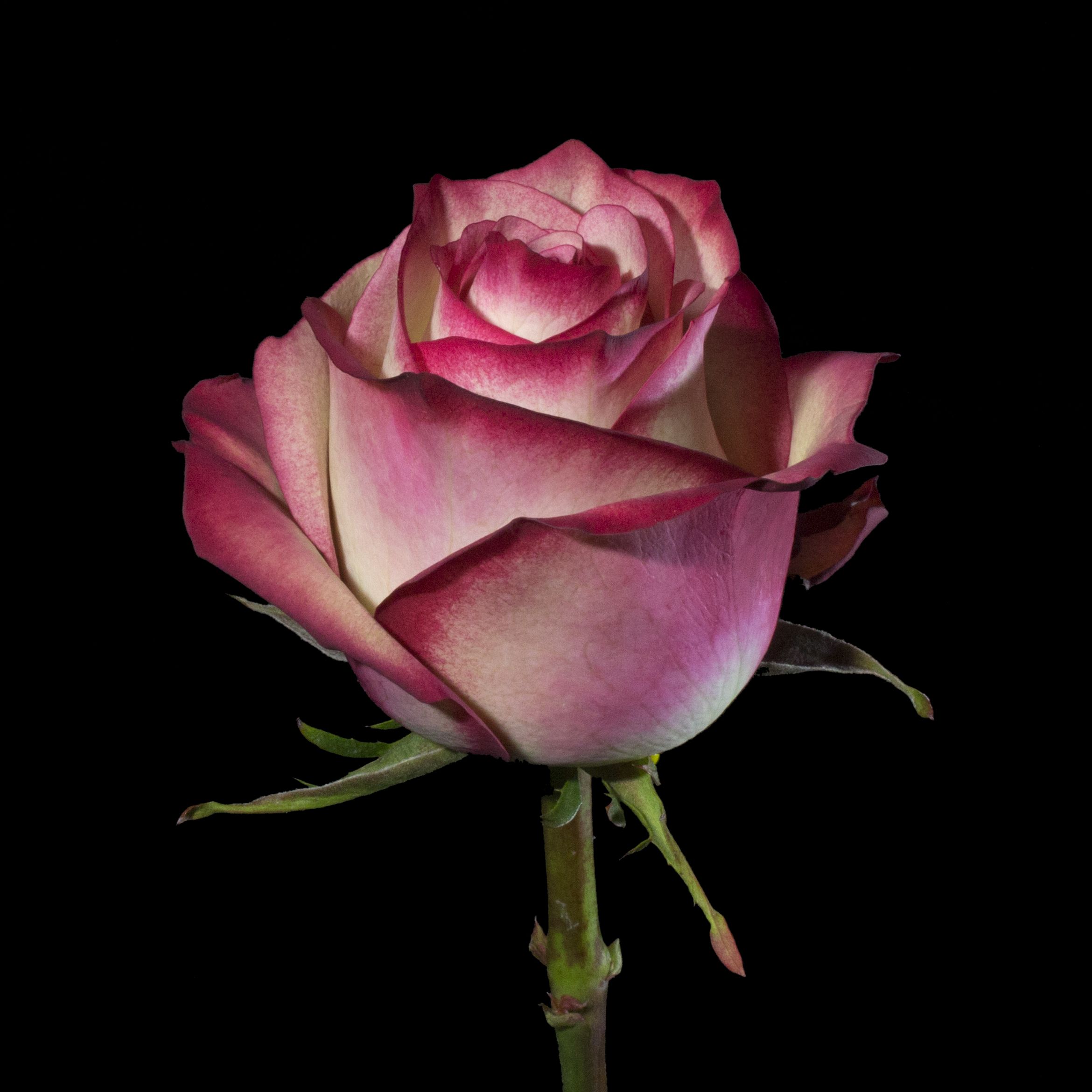Роза палома эквадор