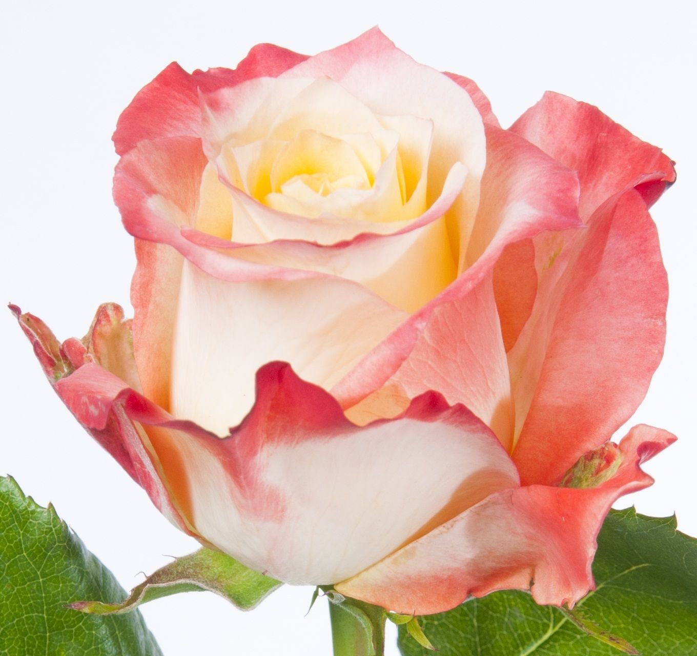 Роза джессика фото эквадор