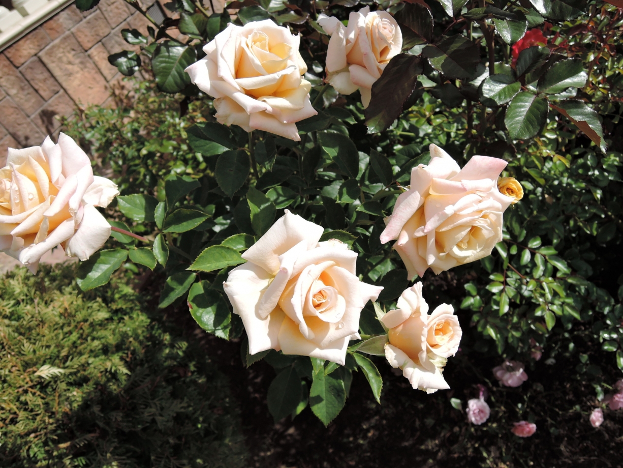 Крем карамель роза фото и описание