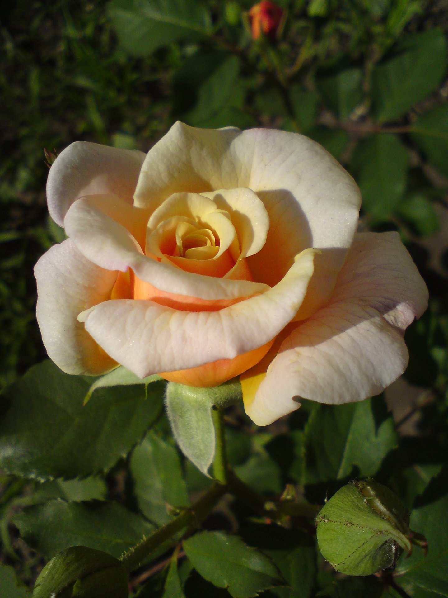 Крем карамель роза фото и описание