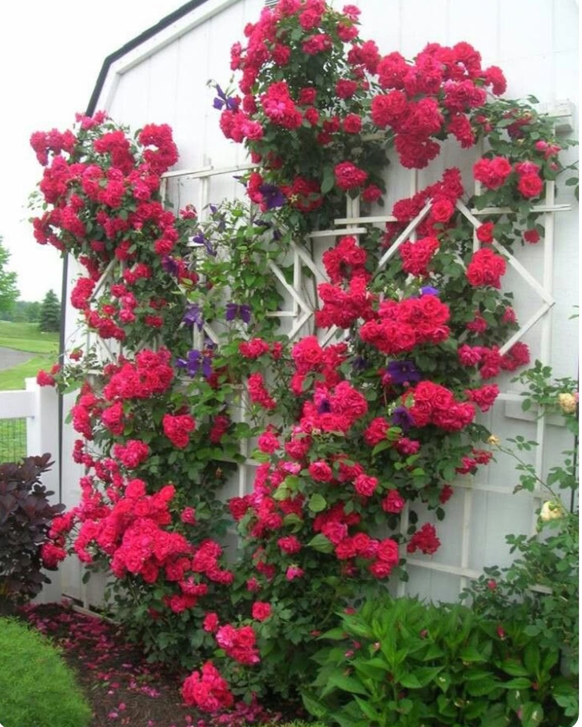 Плетистые розы двухцветные фото и названия
