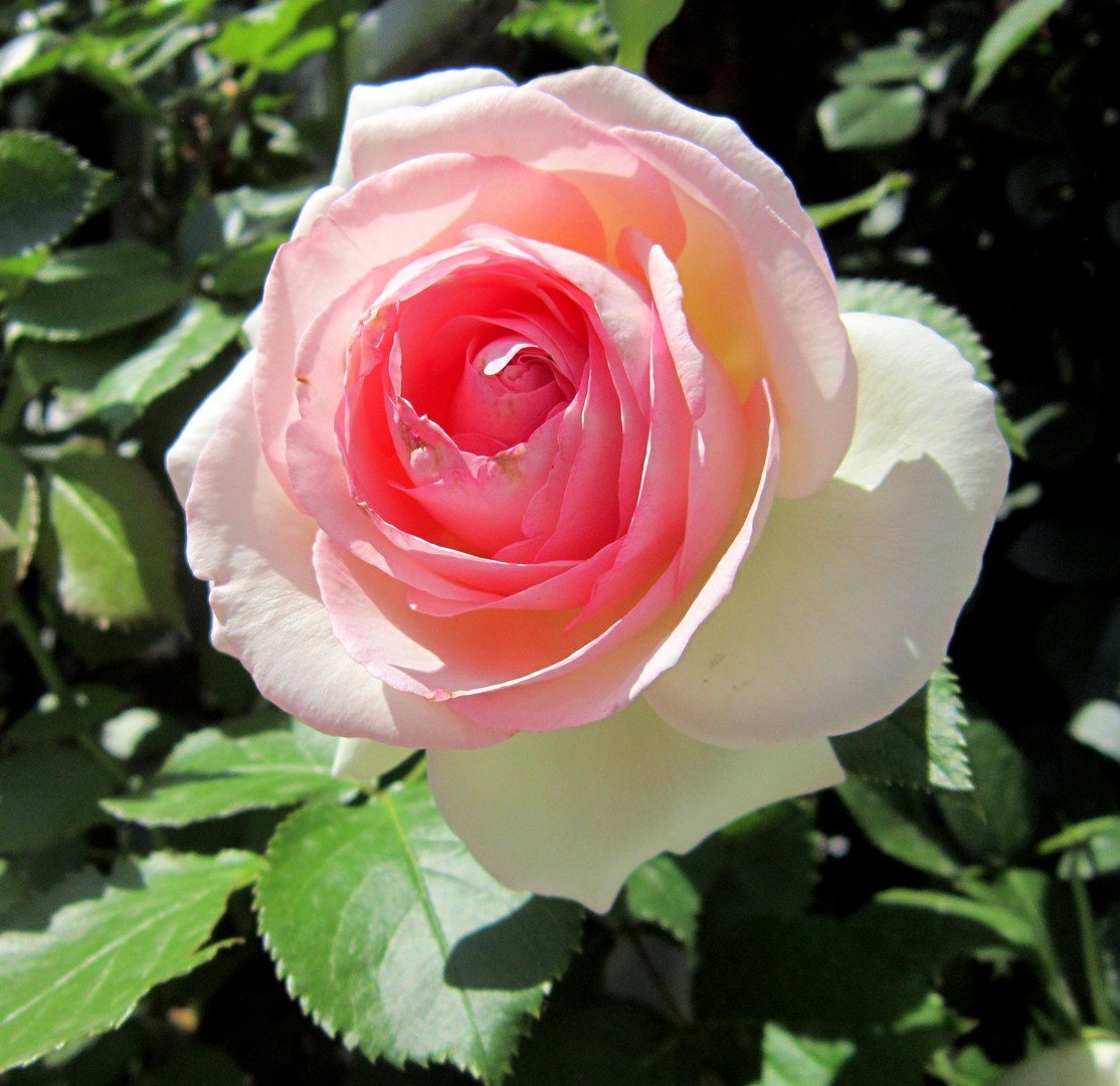 роза феникс эквадор