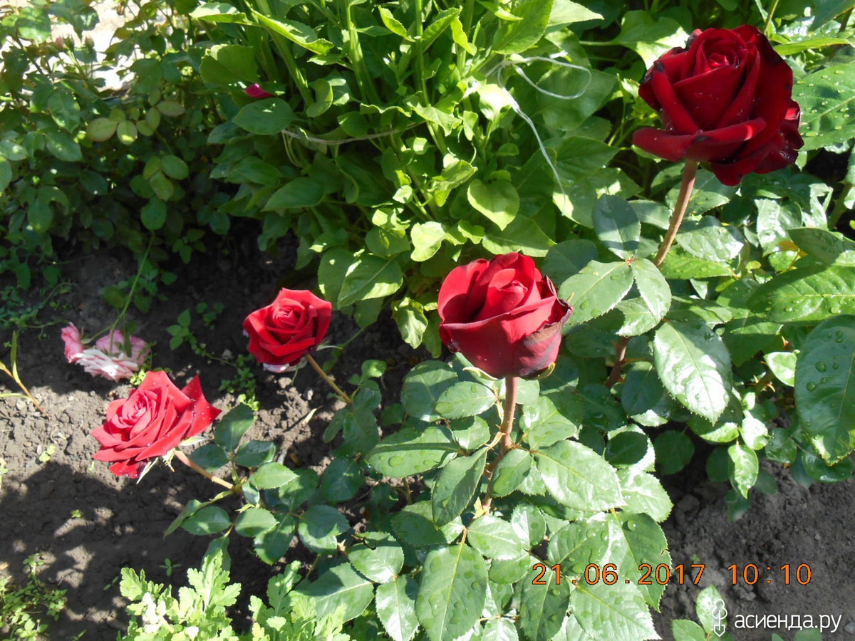 Red Berlin роза