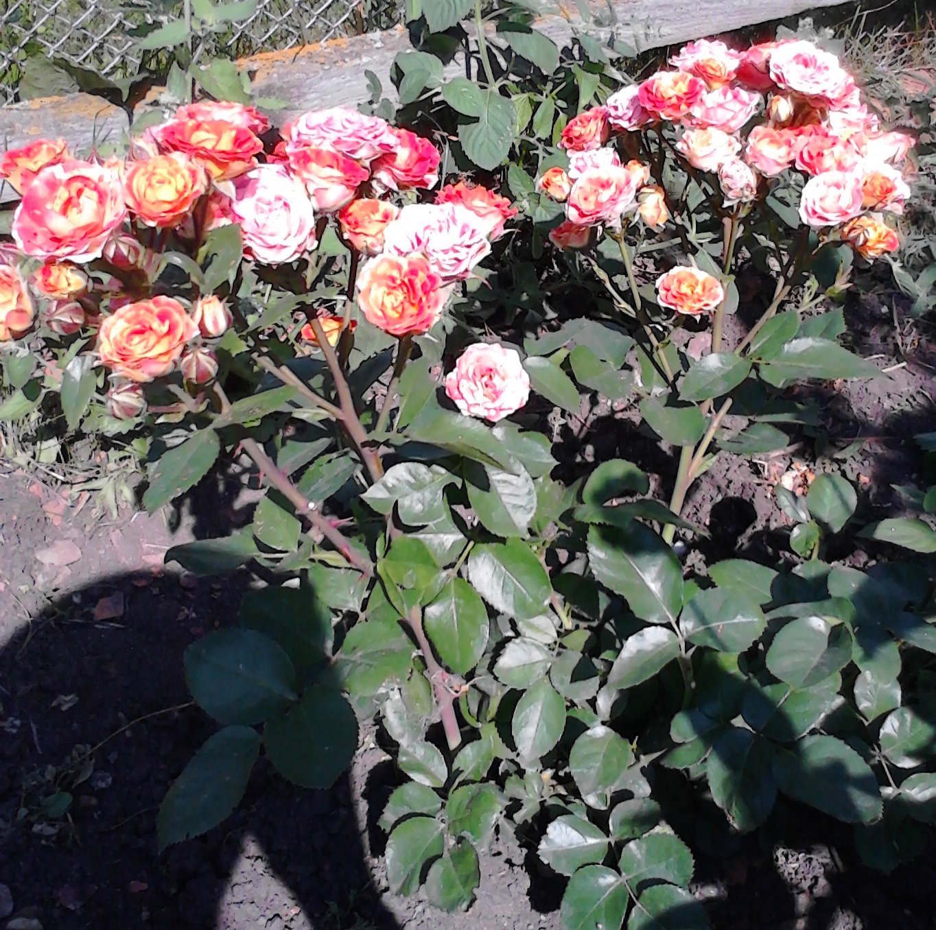 Роза бордюрная Корснода