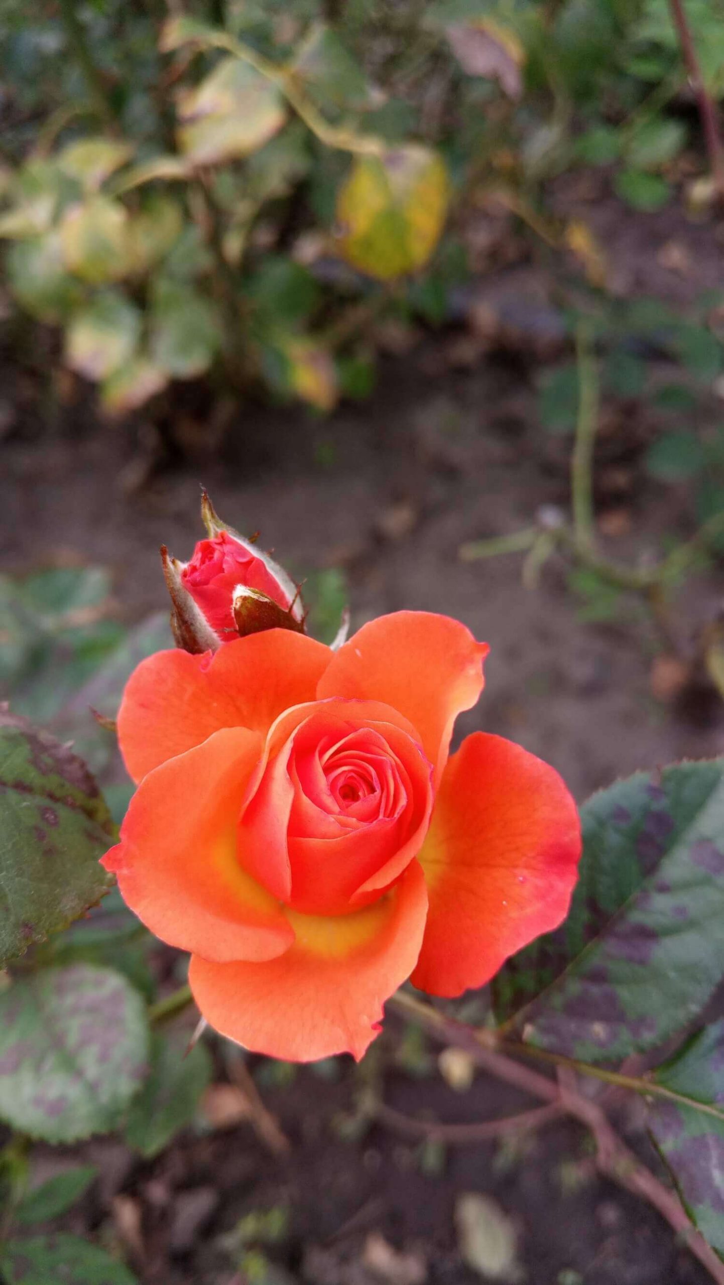 Роза миниатюрная Алегрия
