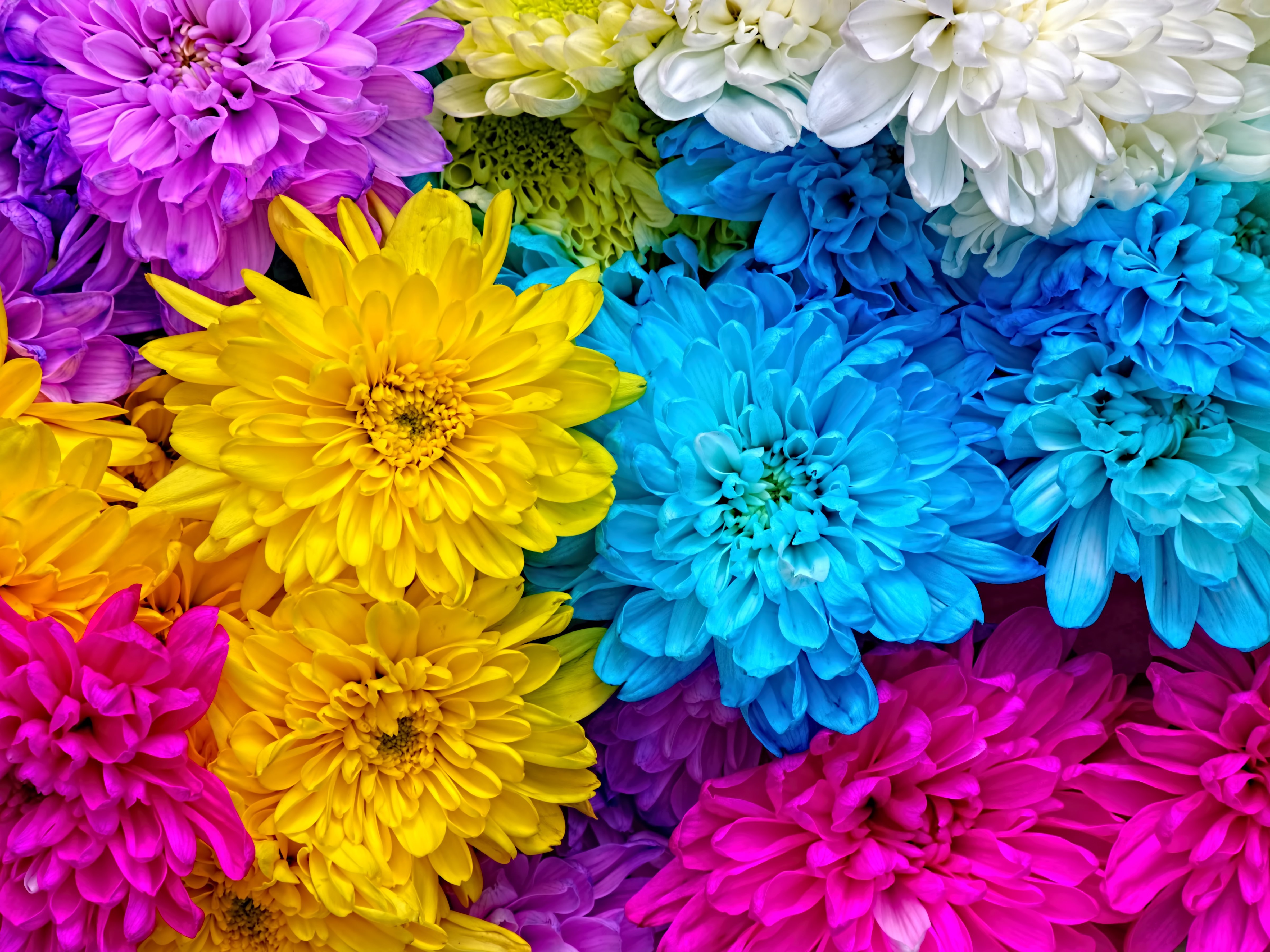 Семь ярких цветов