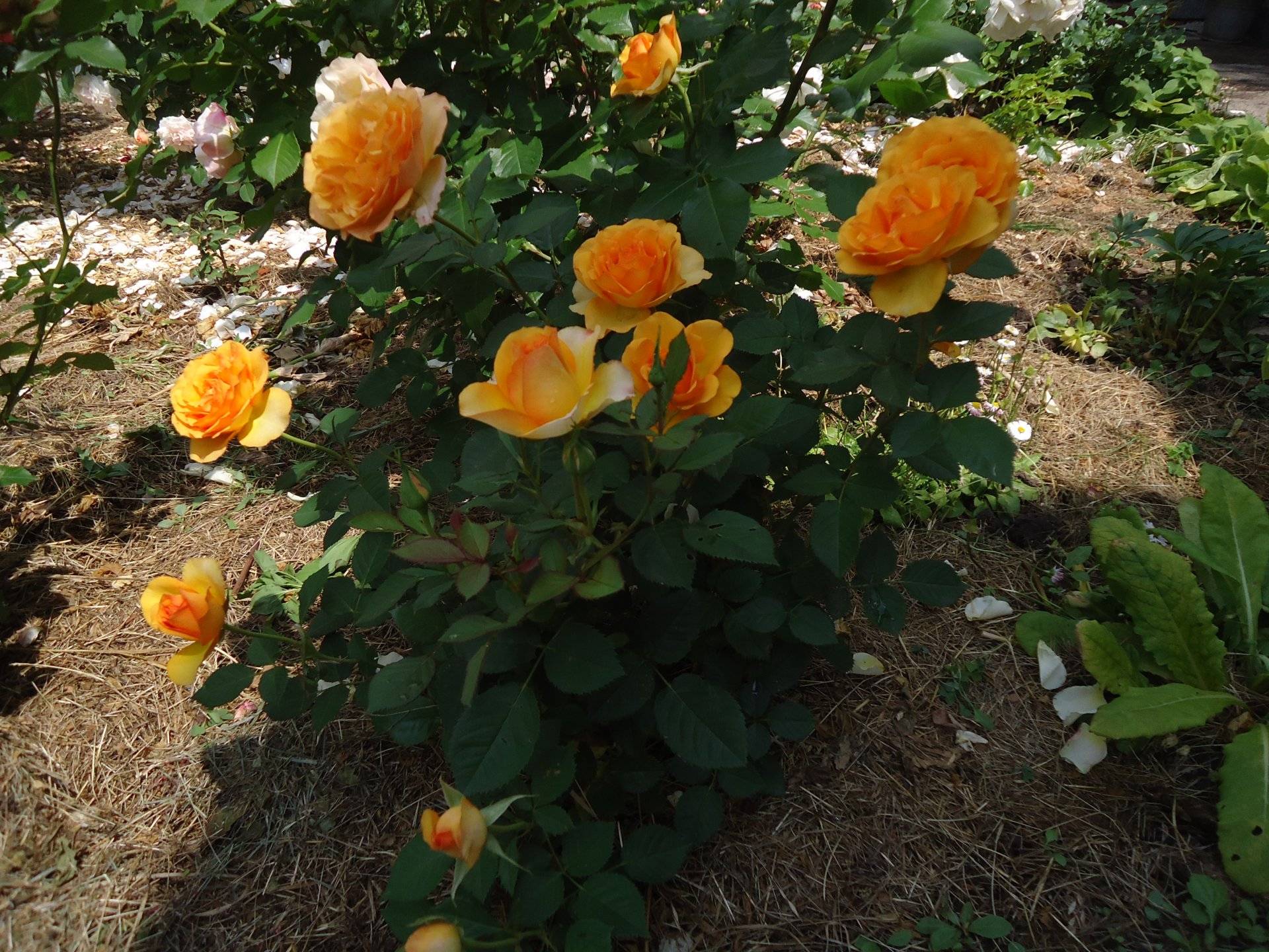 Роза чайно-гибридная Копакабана