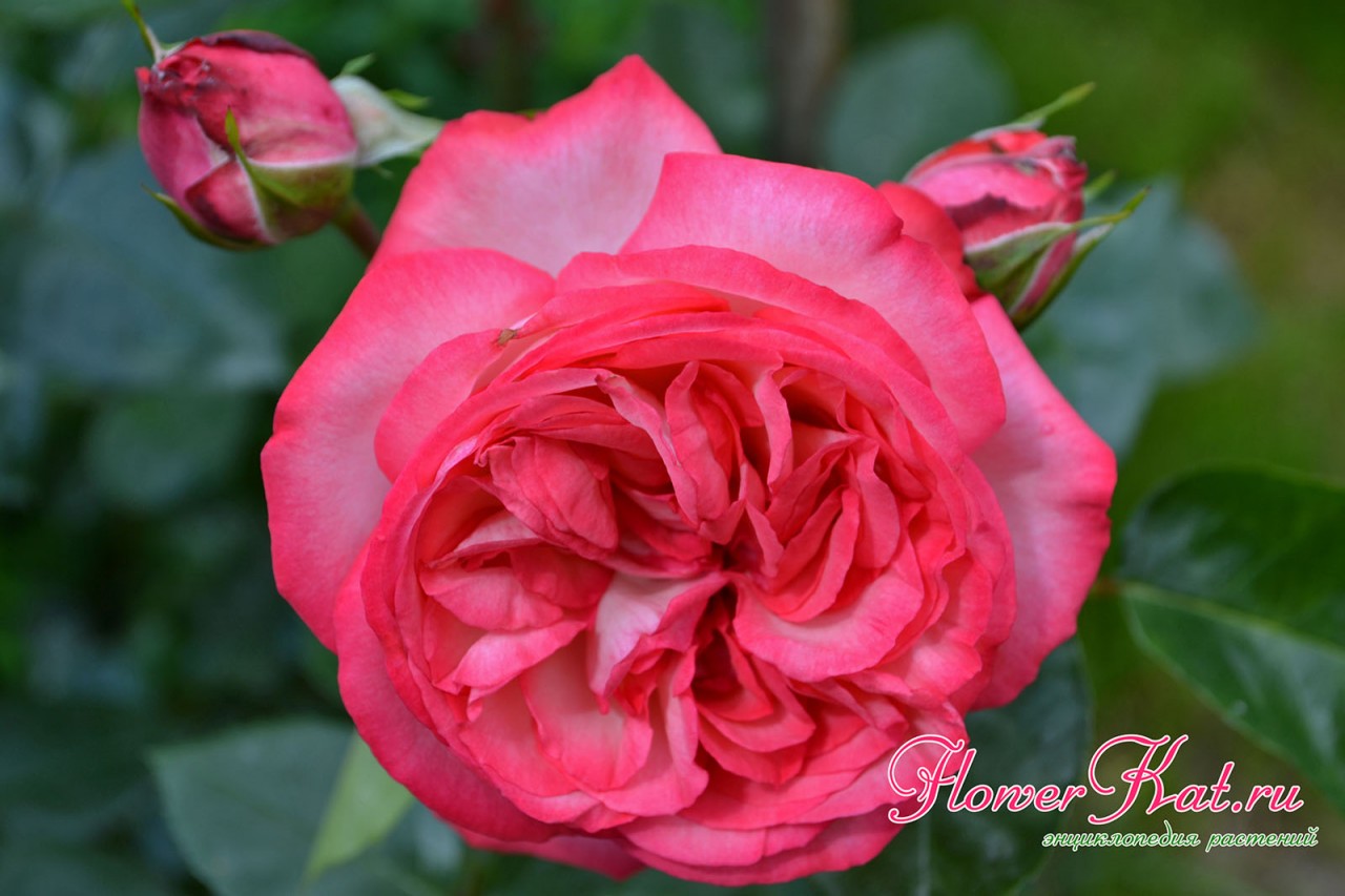 Роза антика плетистая фото и описание
