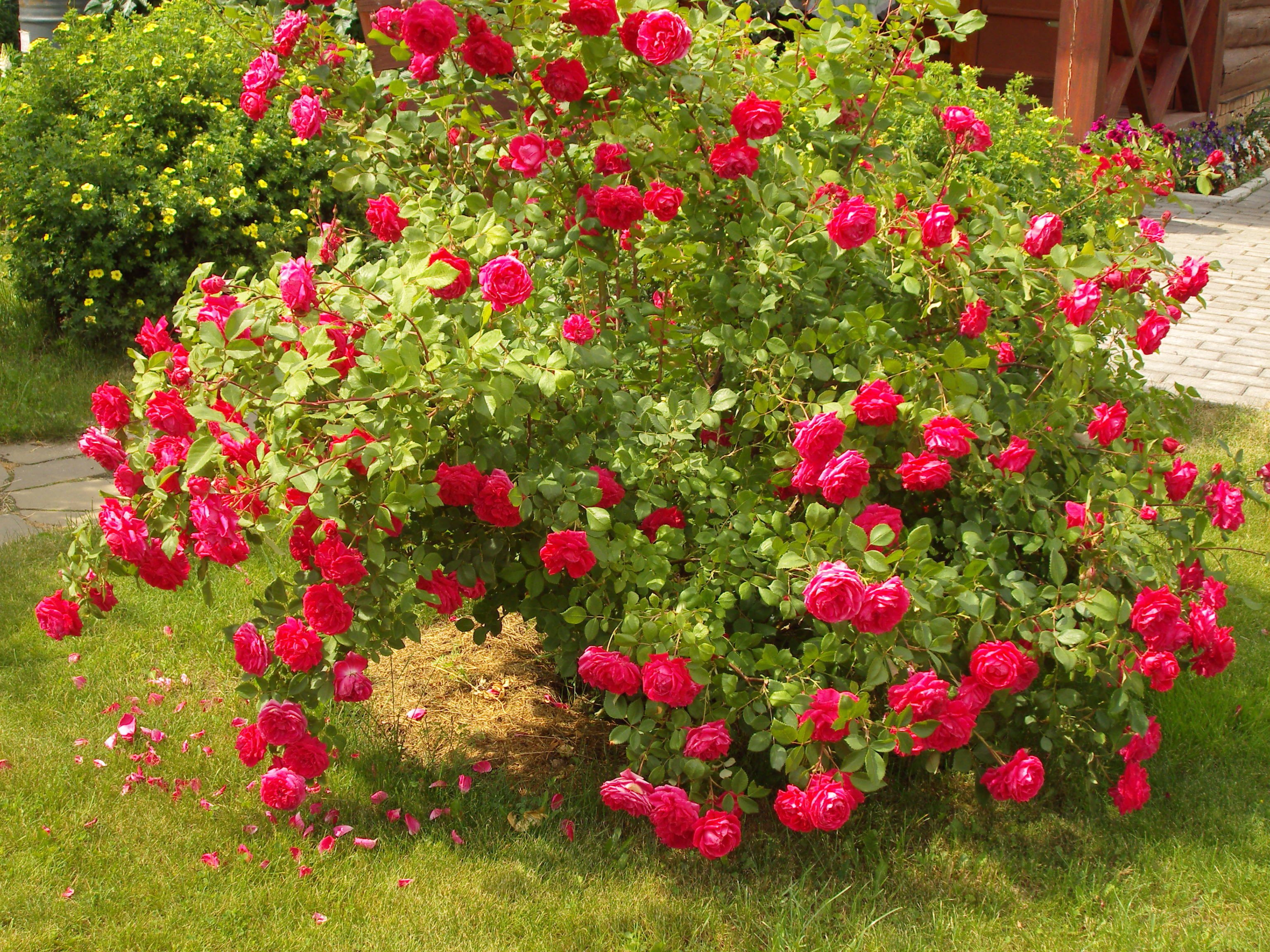 Розы кустовые зимостойкие неукрывные для подмосковья фото с названиями и описанием
