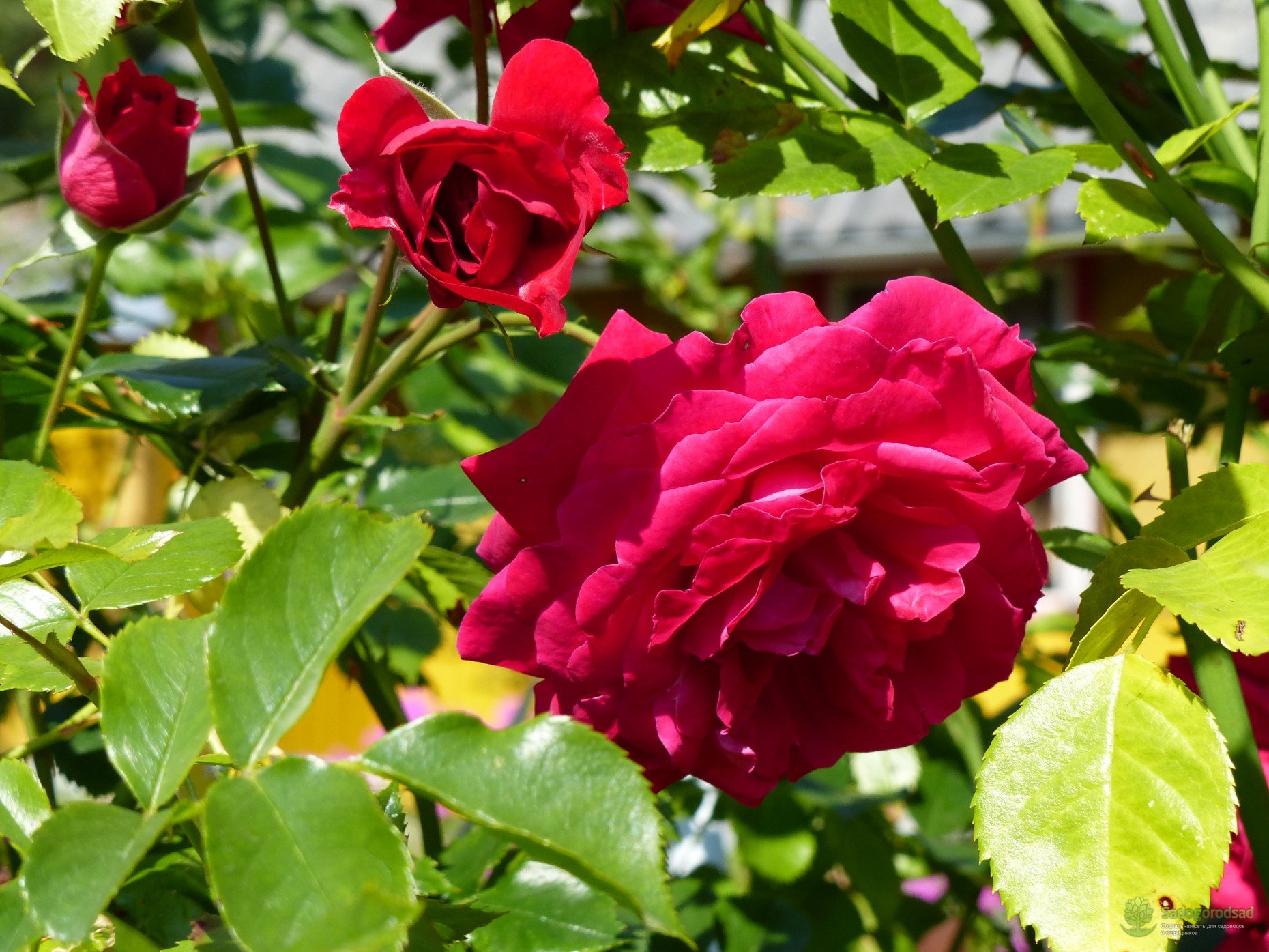 Роза красная кустовая Парковая