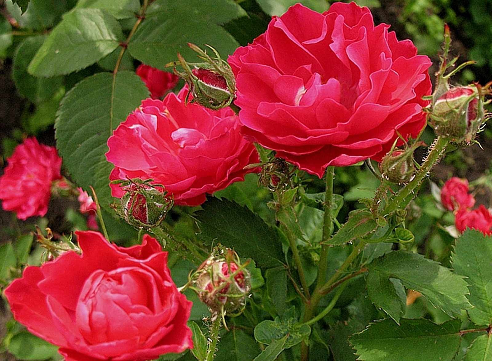 Розы парковые сорта зимостойкие фото