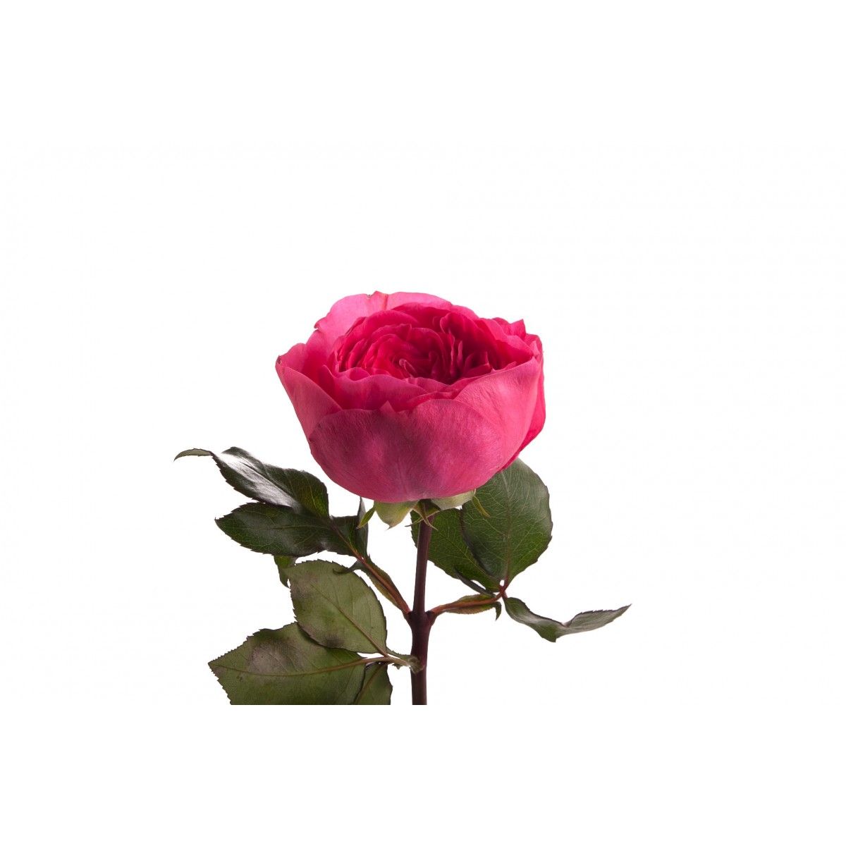 Роза kleinbloemig
