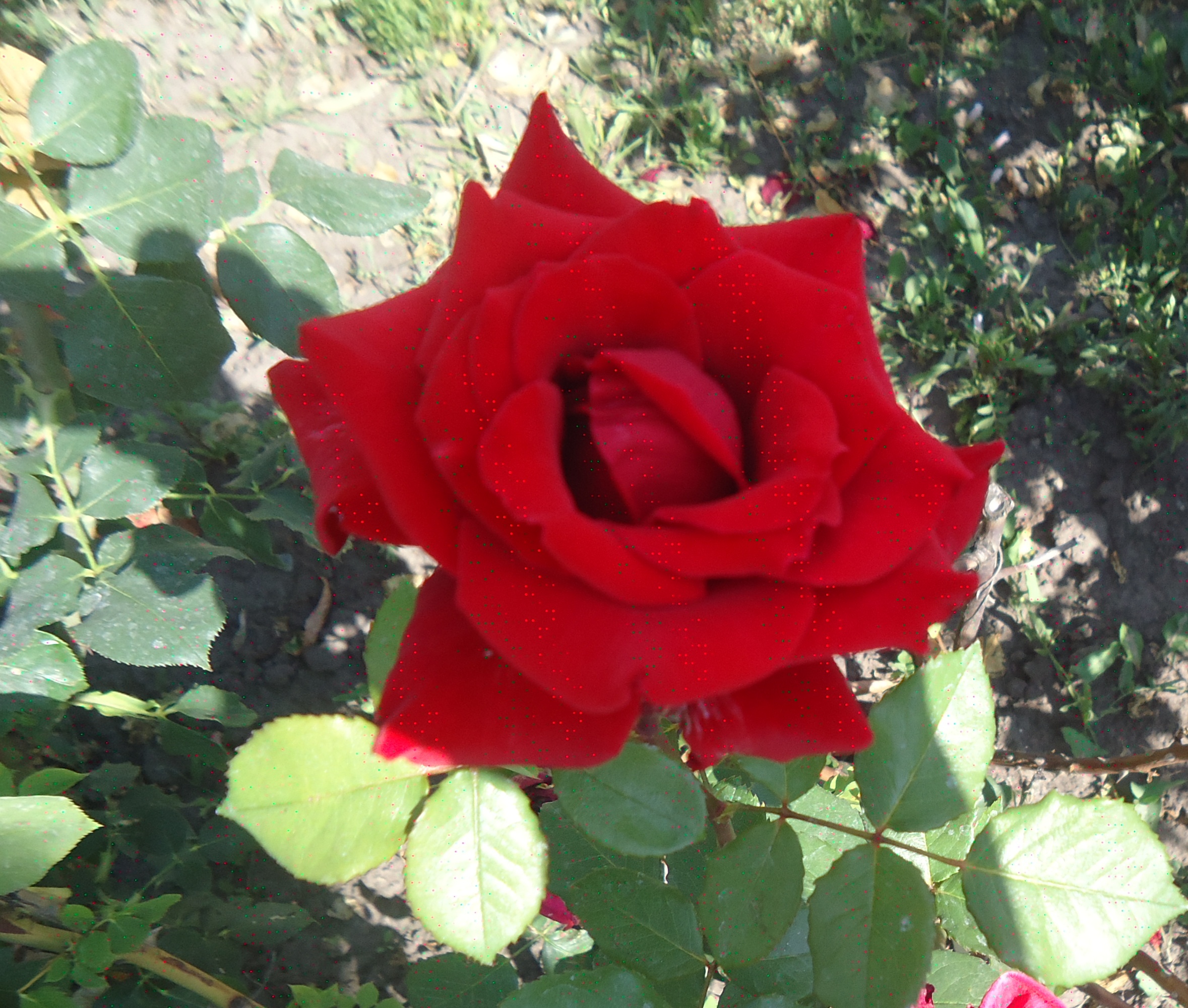Роза спутник фото и описание