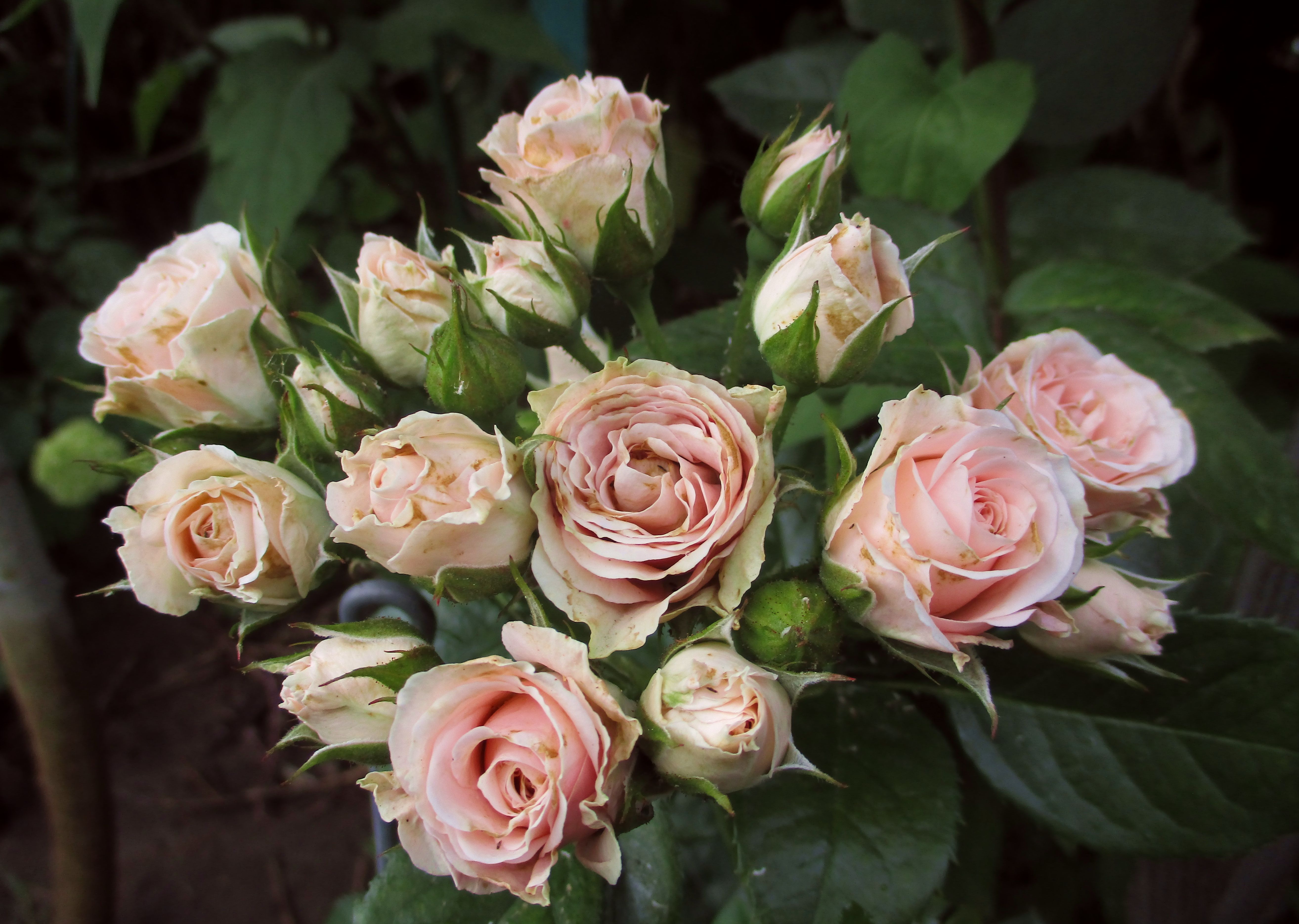 Классик лидия роза фото и описание