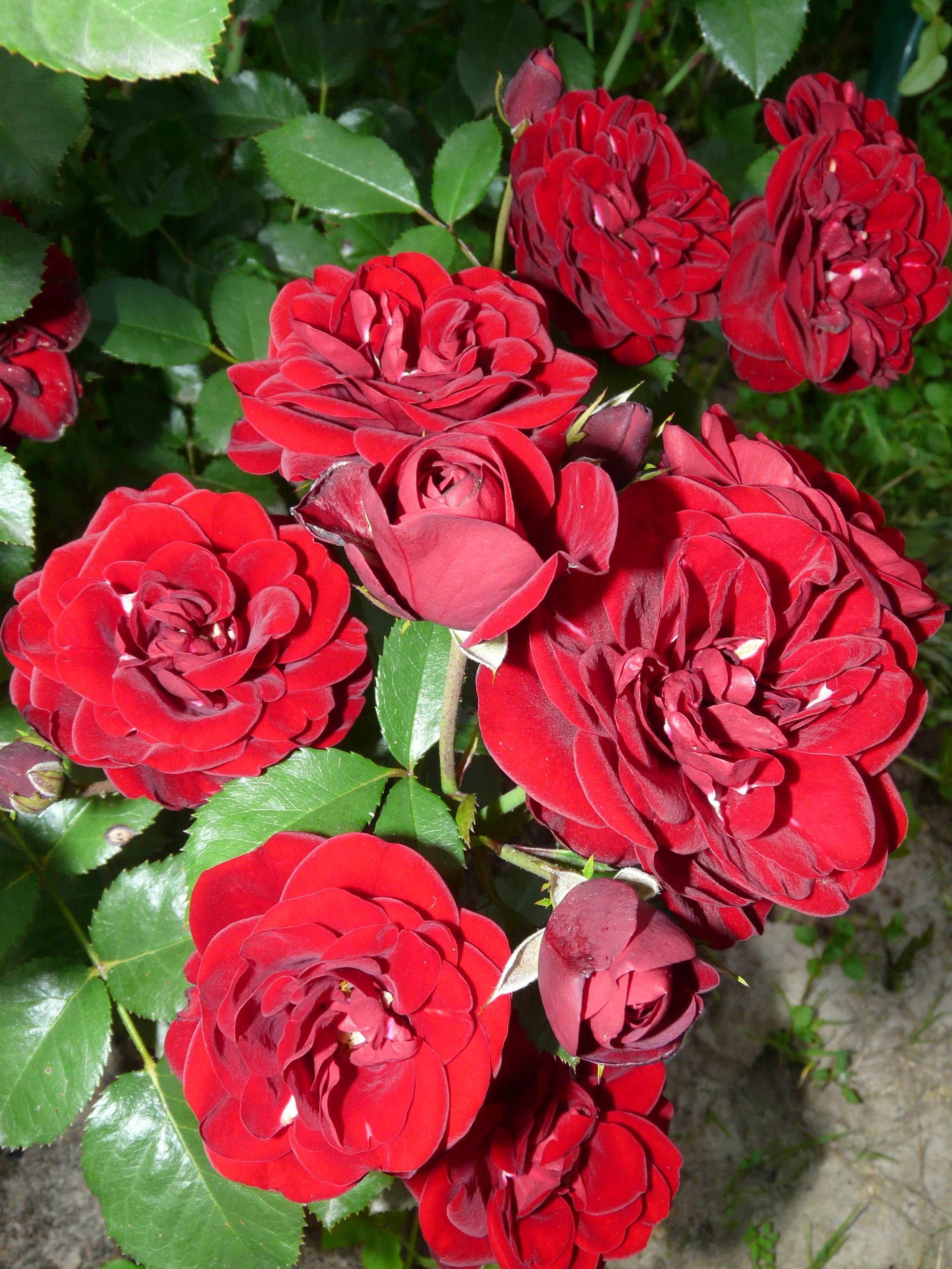 Роза флорибунда Lavaglut(KORLECH)