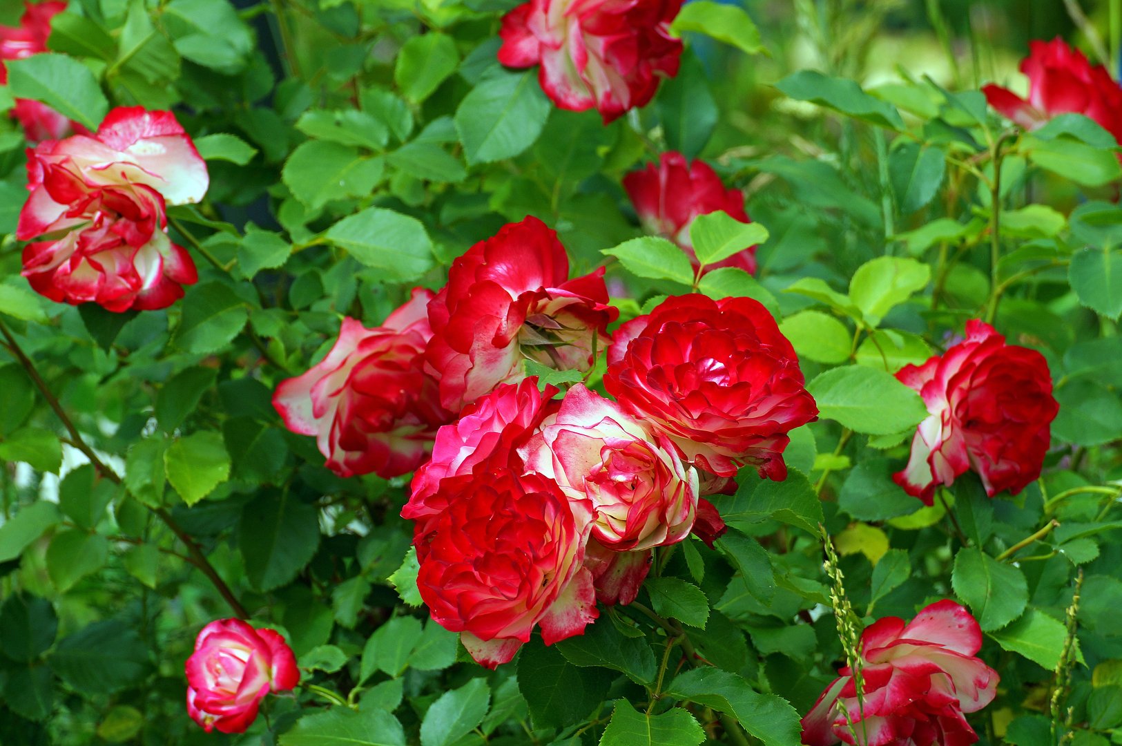 Английская Парковая роза принц Монако