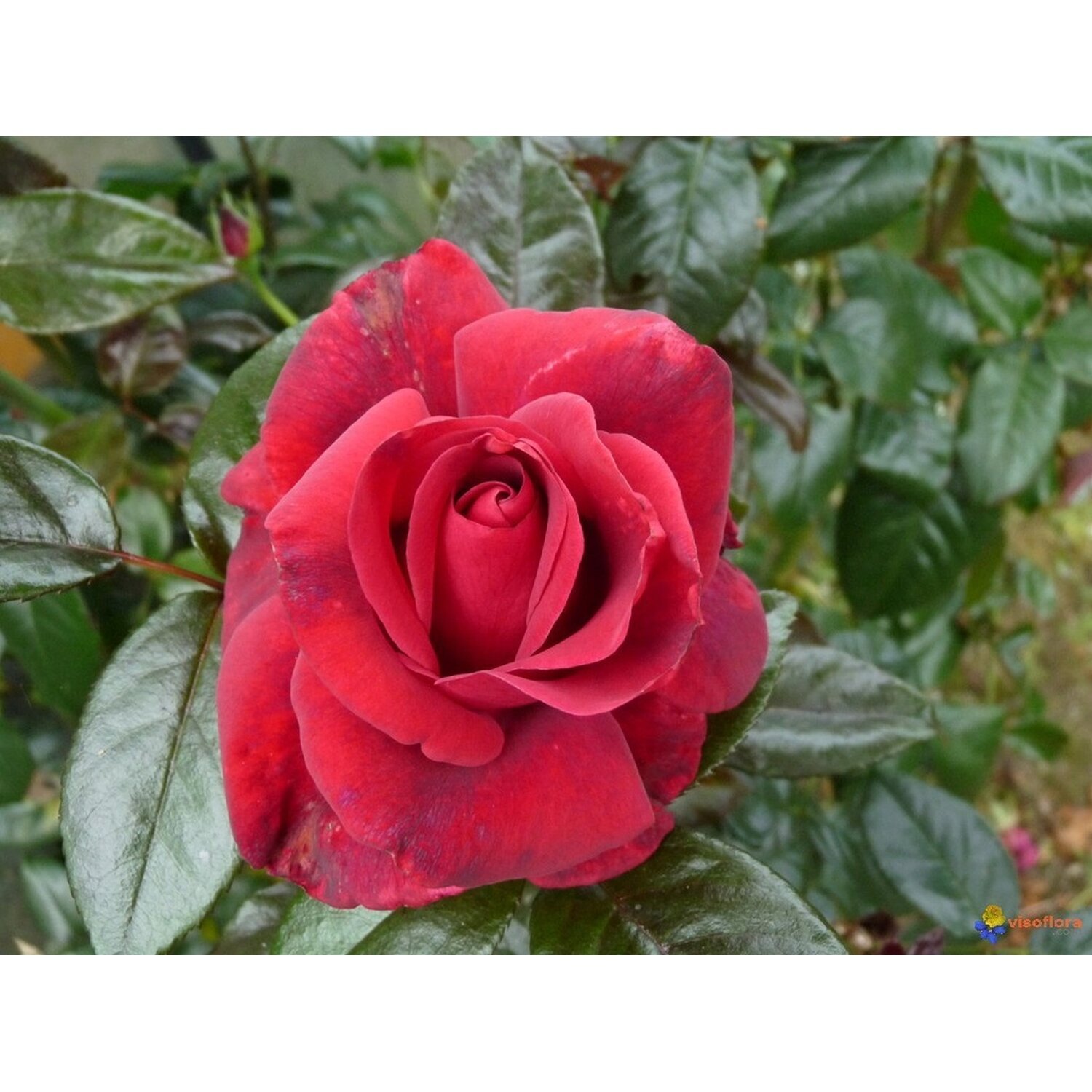 Роза чайно-гибридная Филателия