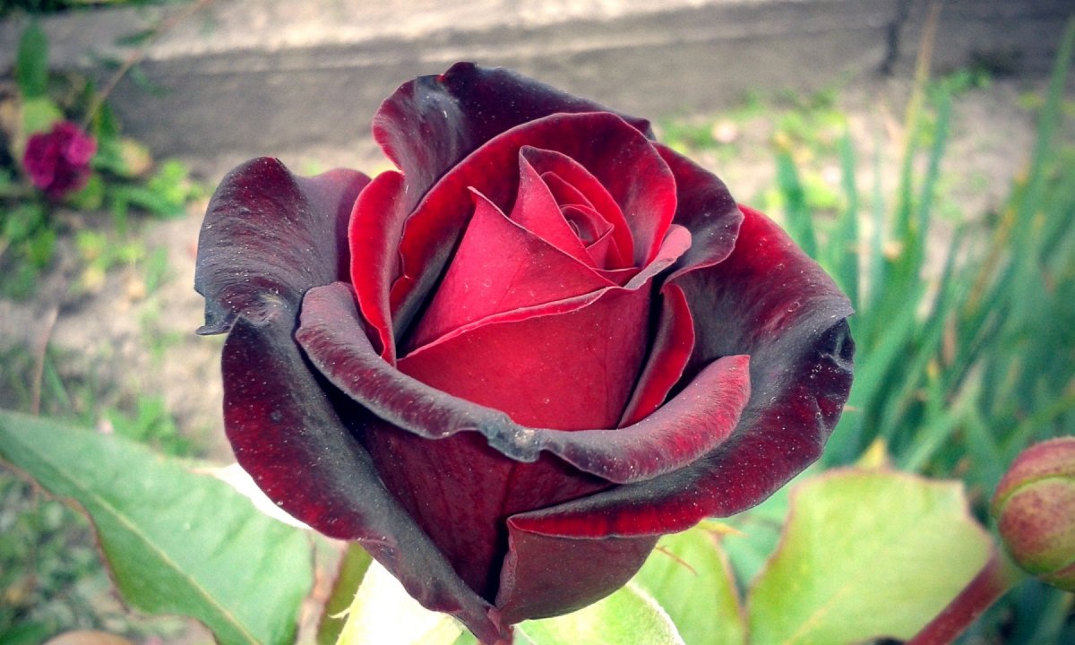 роза осирия фото
