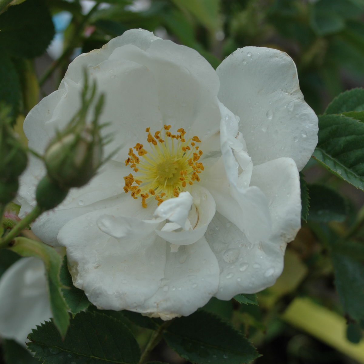 Роза Морщинистая Белая