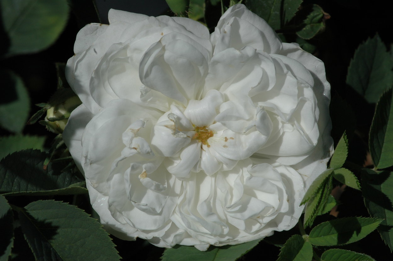 Роза ругоза белая