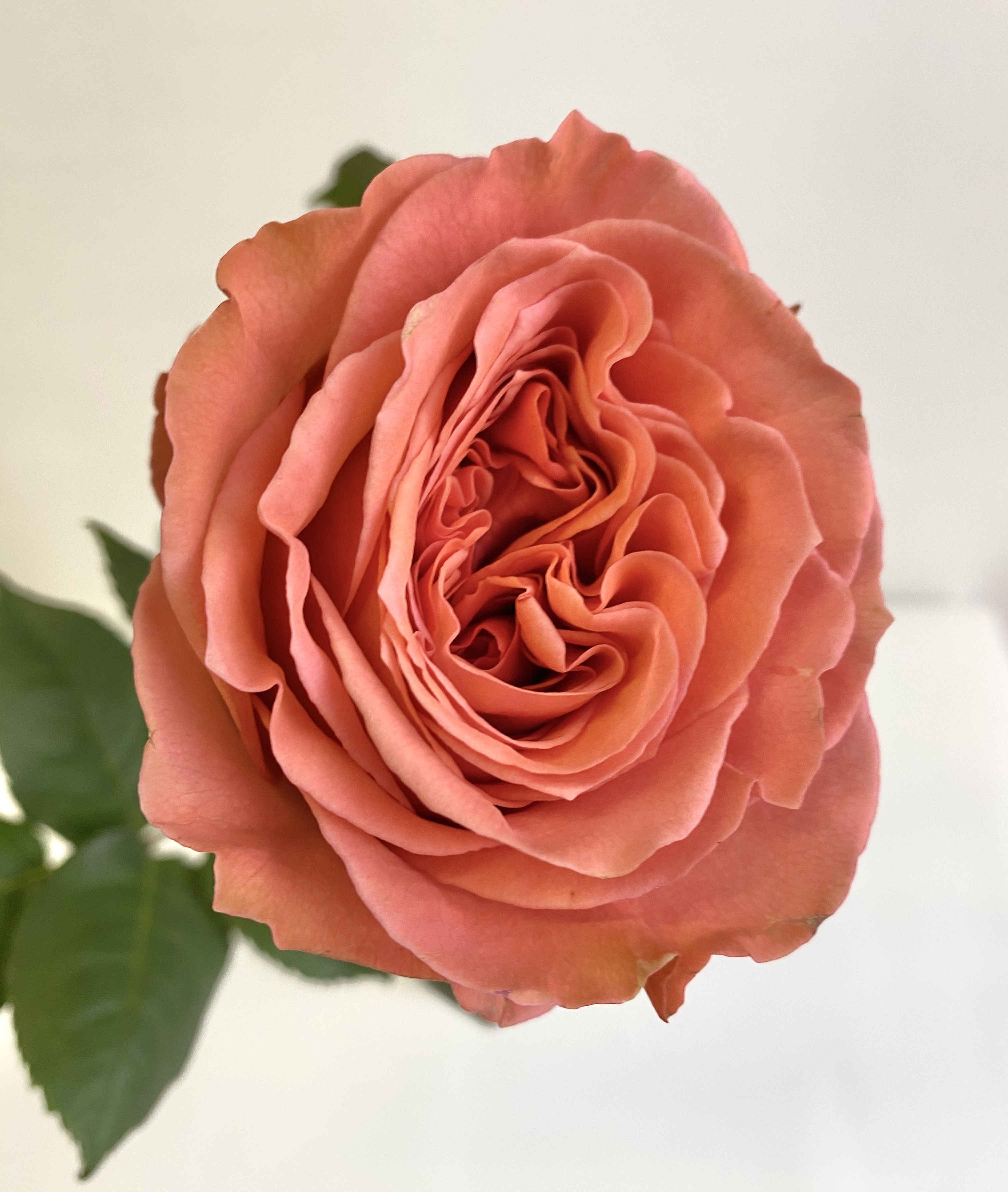 пинк экспрессион роза эквадор