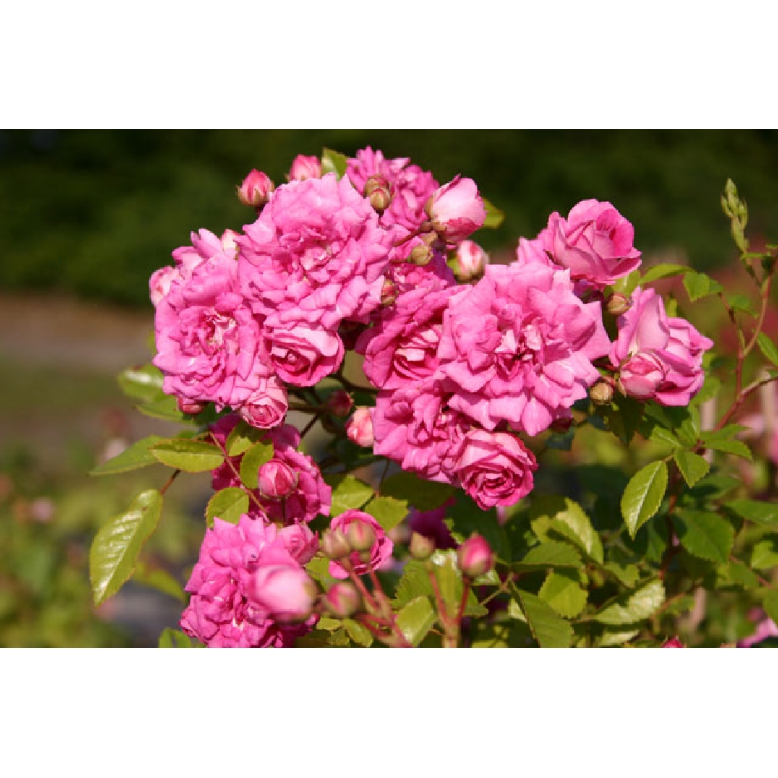Роза супер дороти (102 фото) .