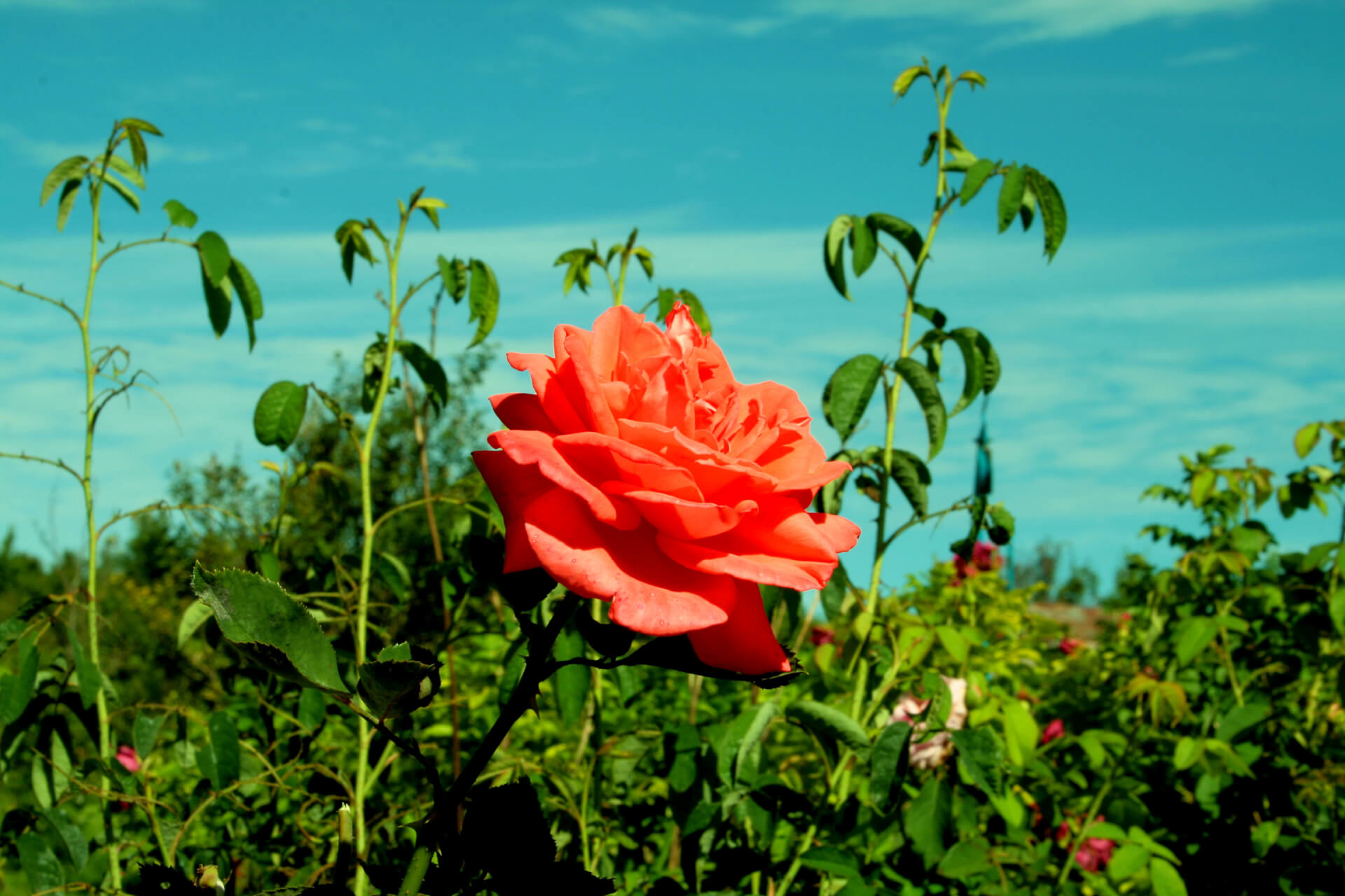 Роза чайно-гибридная Тропикана
