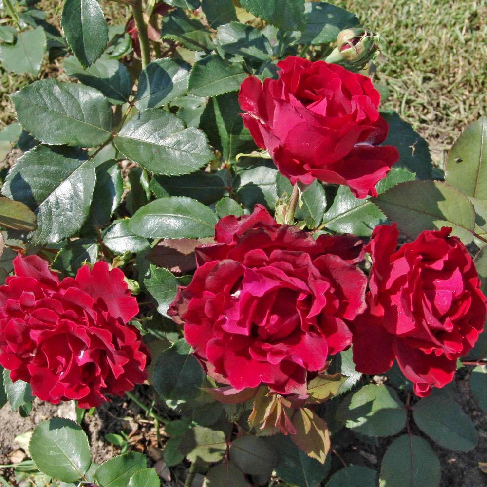 Роза сорт корвет (78 фото) .