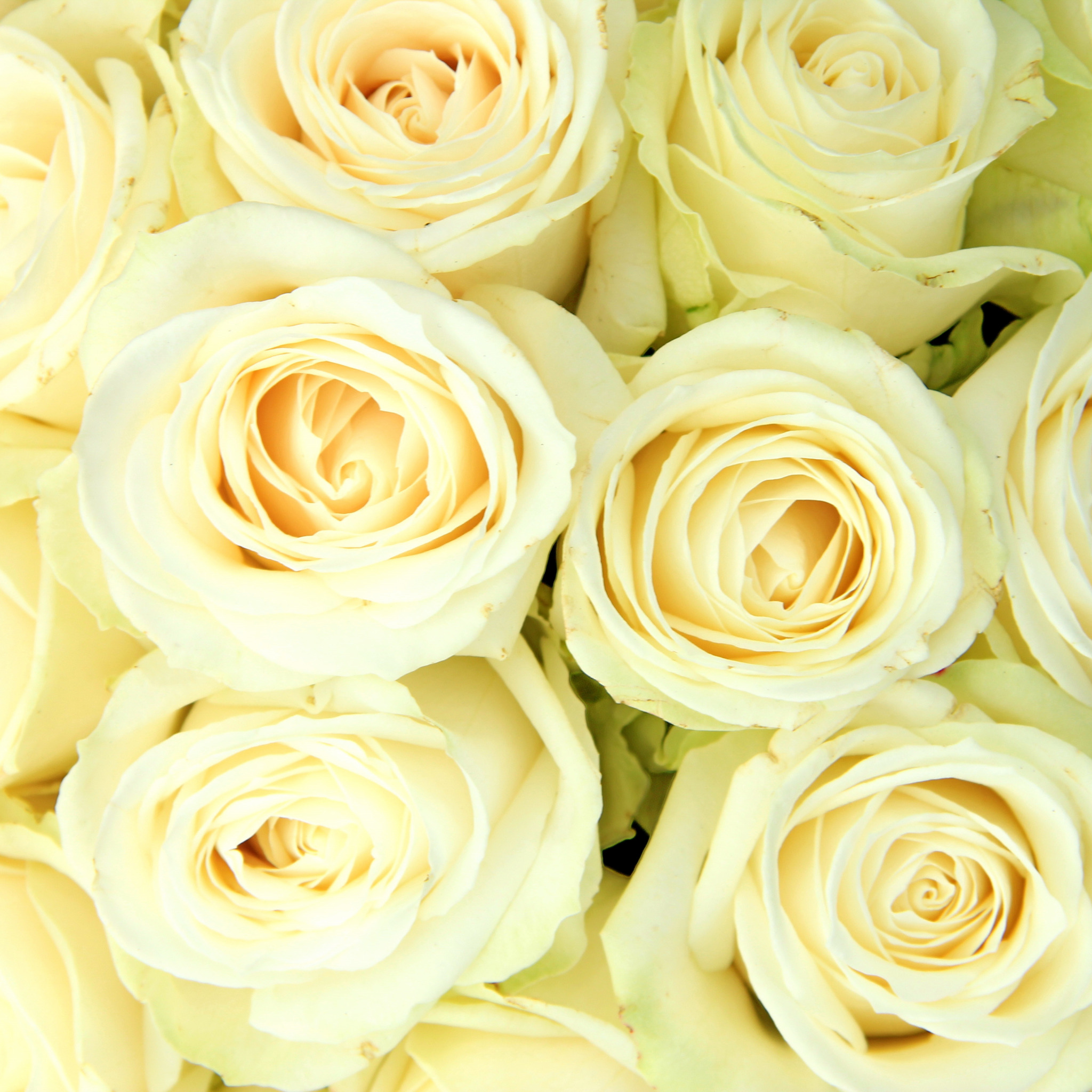 Светло желтые  и бежевые розы