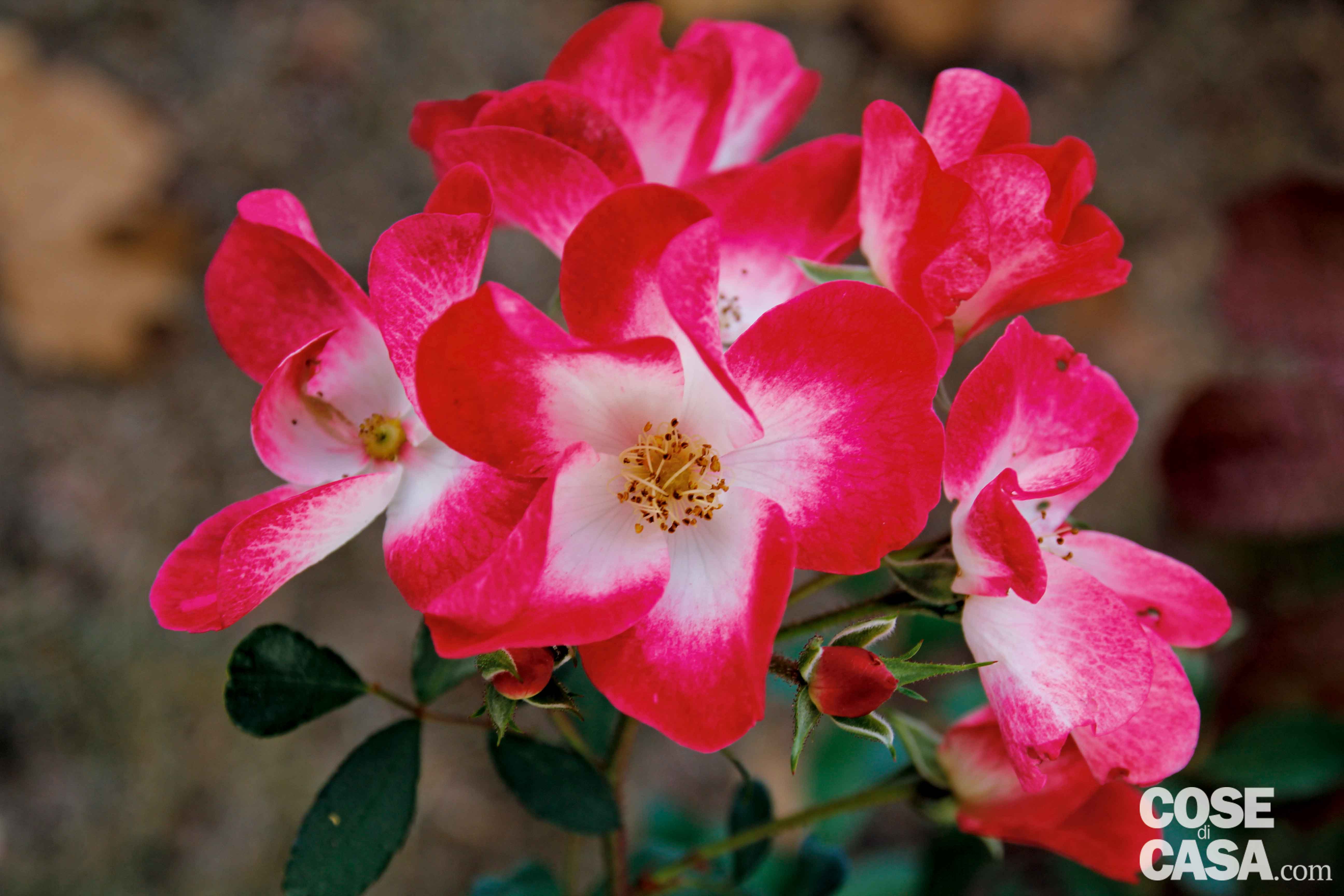 Мускусная роза Букаву
