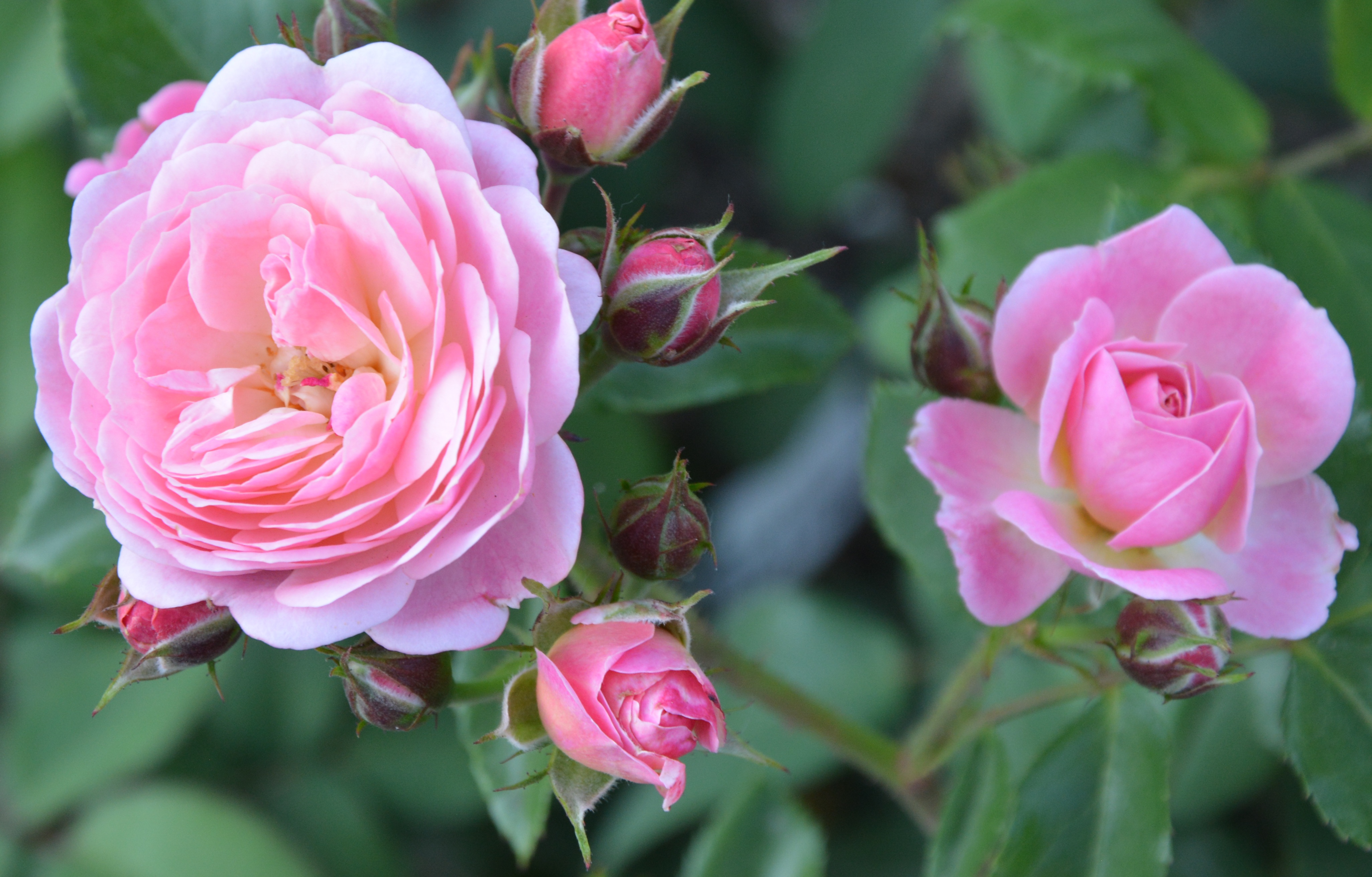 Роза моцарт леди фото и описание