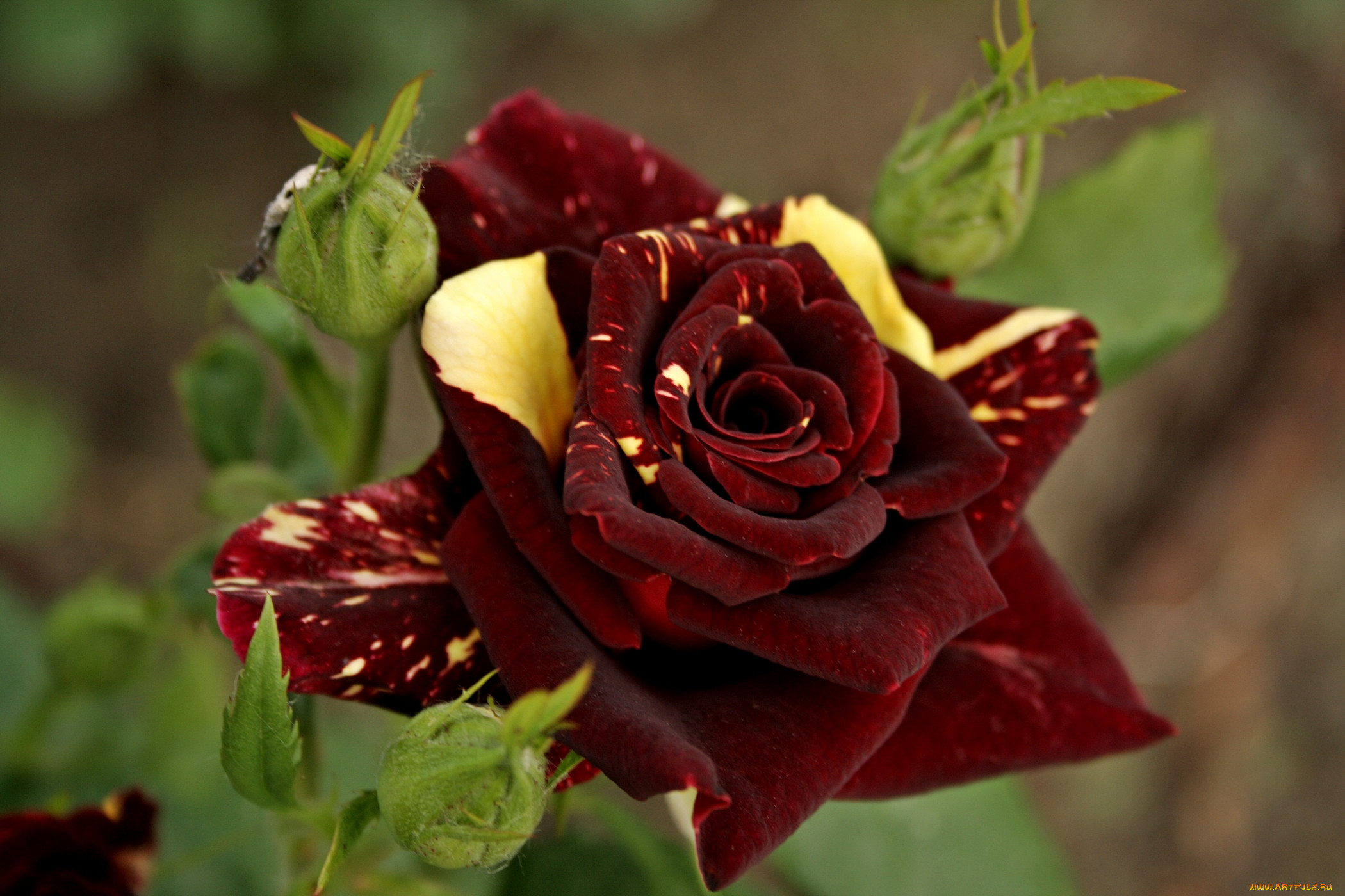 Роза чайно-гибридная Клементина