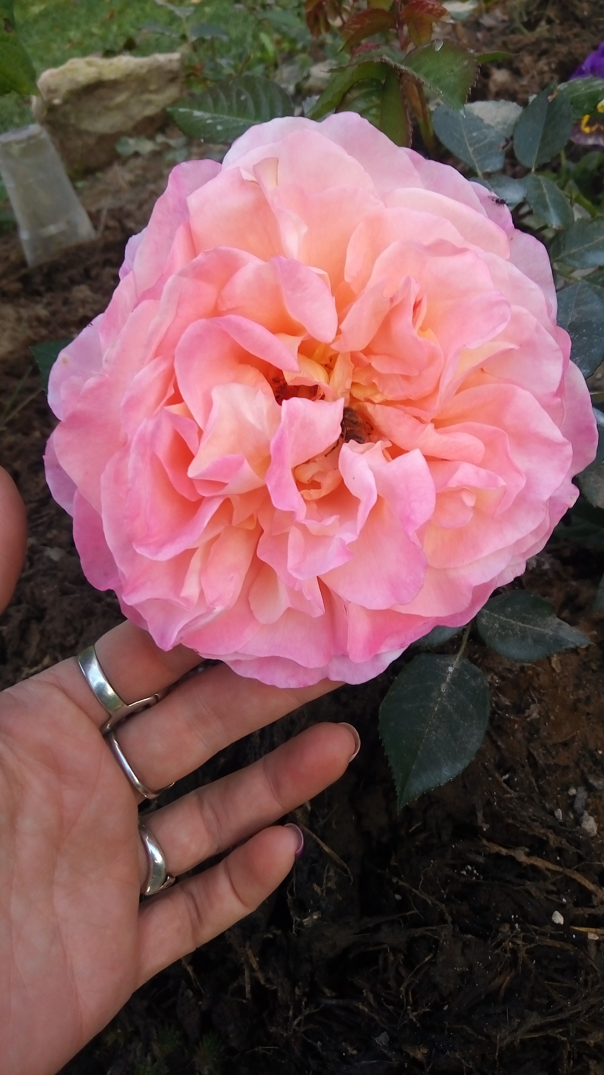 Луиза роза (102 фото) .