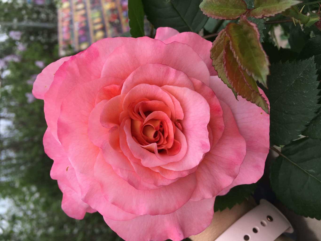 Луиза роза (102 фото) .